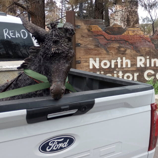 Brighty the Burro, Beloved Grand Canyon Statue, Is Rescued From Dragon Bravo Fire