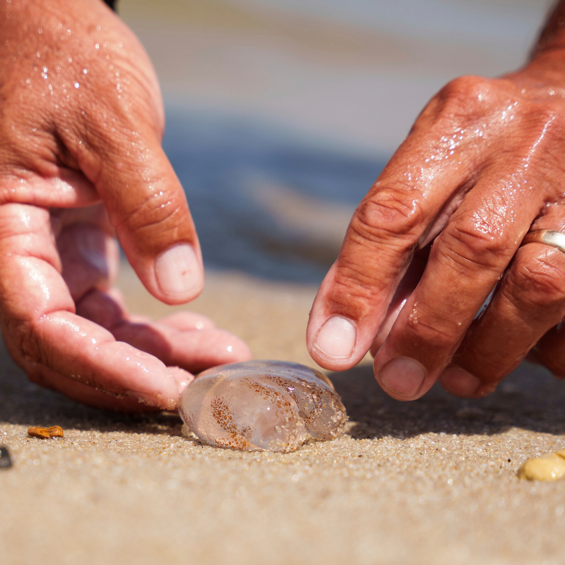 Why Does It Seem Like Jellyfish Are All Over the East Coast?