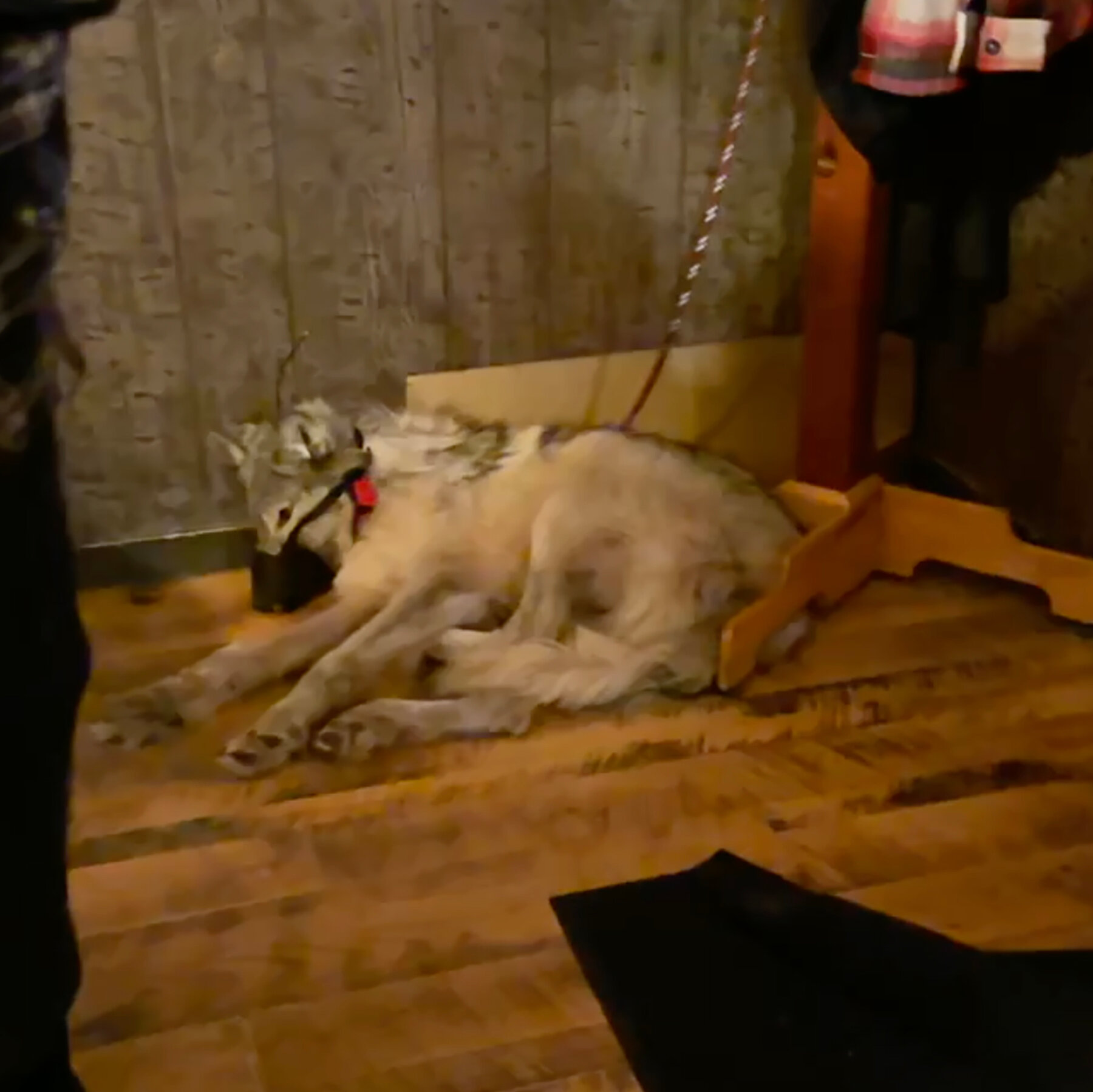 Wyoming Man Accused of Torturing Wolf Is Charged With Animal Cruelty