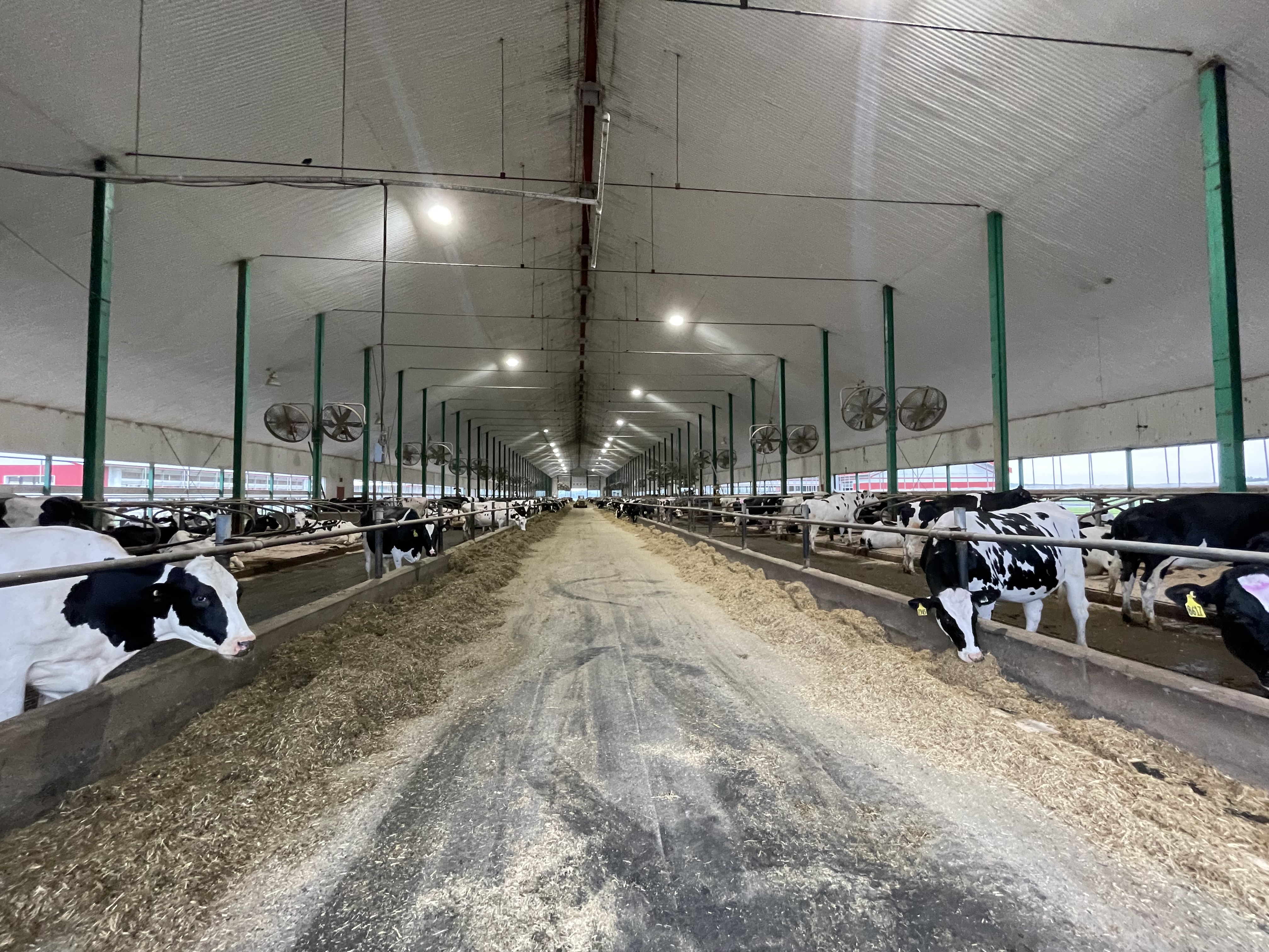 Slurry pit deaths: Quebec coroner warns of dangers to farmers from manure gases