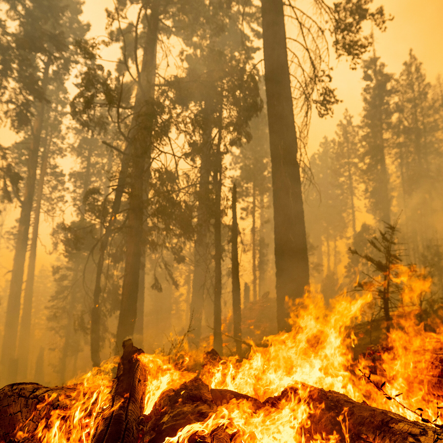 Firefighters Race to Save a Treasured Sequoia Grove in California