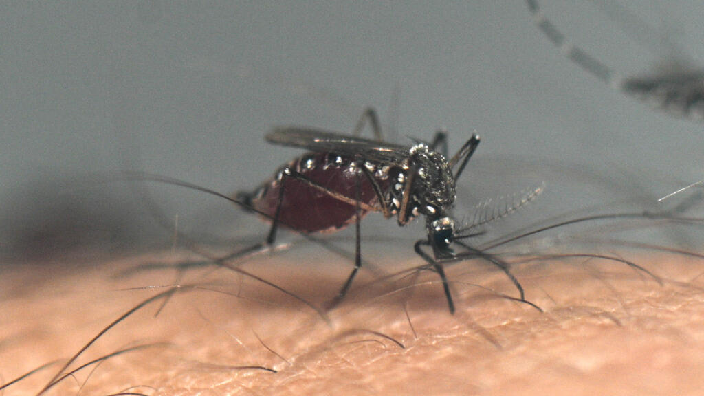 France sees record spike in chikungunya cases as tiger mosquito spreads