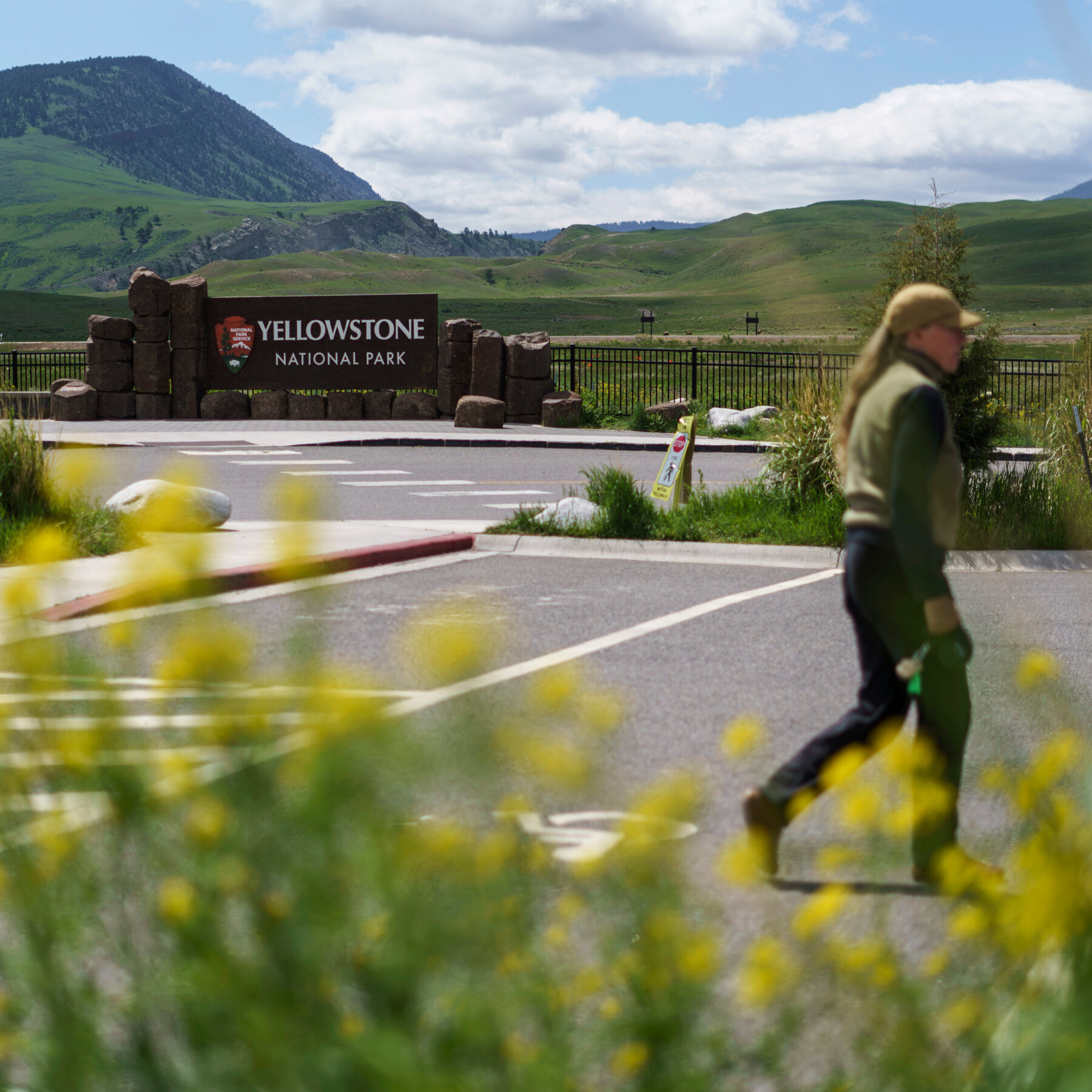 Bear Injures Hiker at Yellowstone National Park in Surprise Encounter