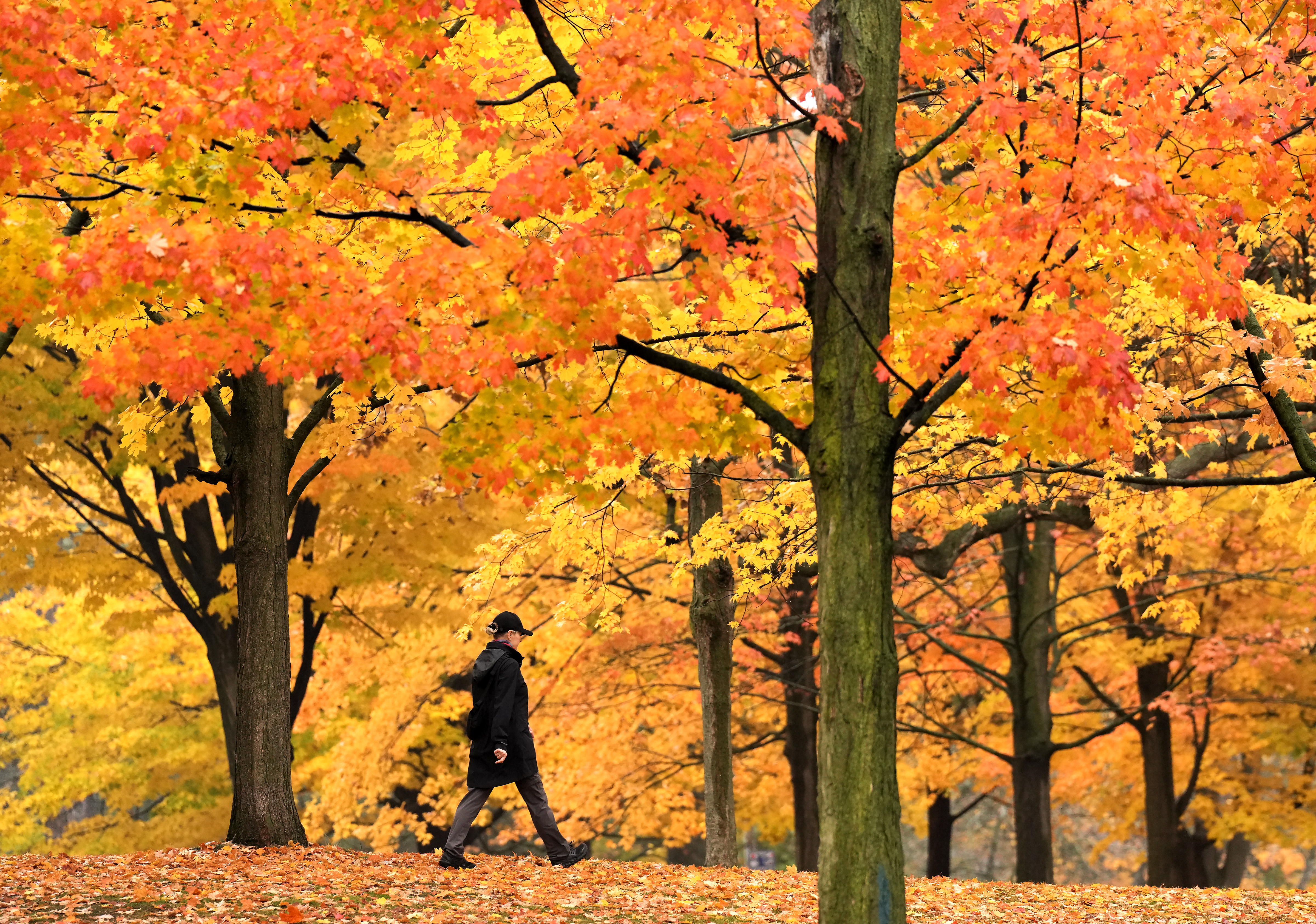 Fall forecast: Canadians to see above-normal temperatures in a wet autumn
