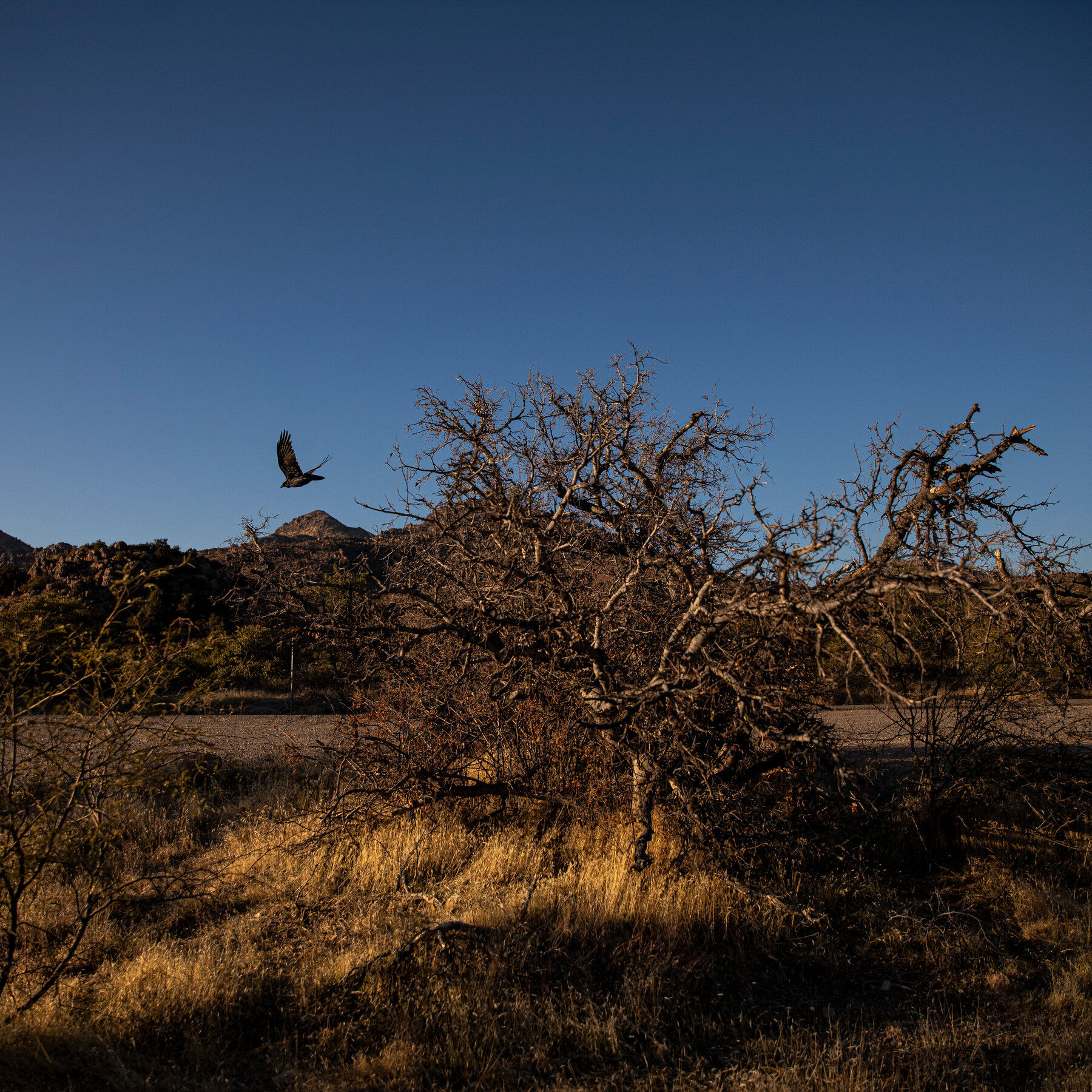Arizona Man Is Arrested in Murders of 2 Teens at Tonto National Forest