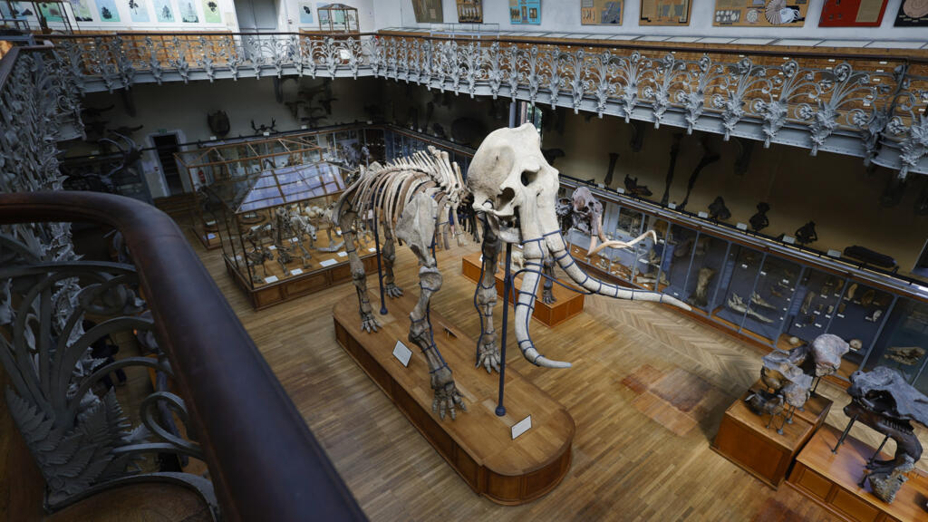 Chinese woman arrested following September gold theft at Paris museum