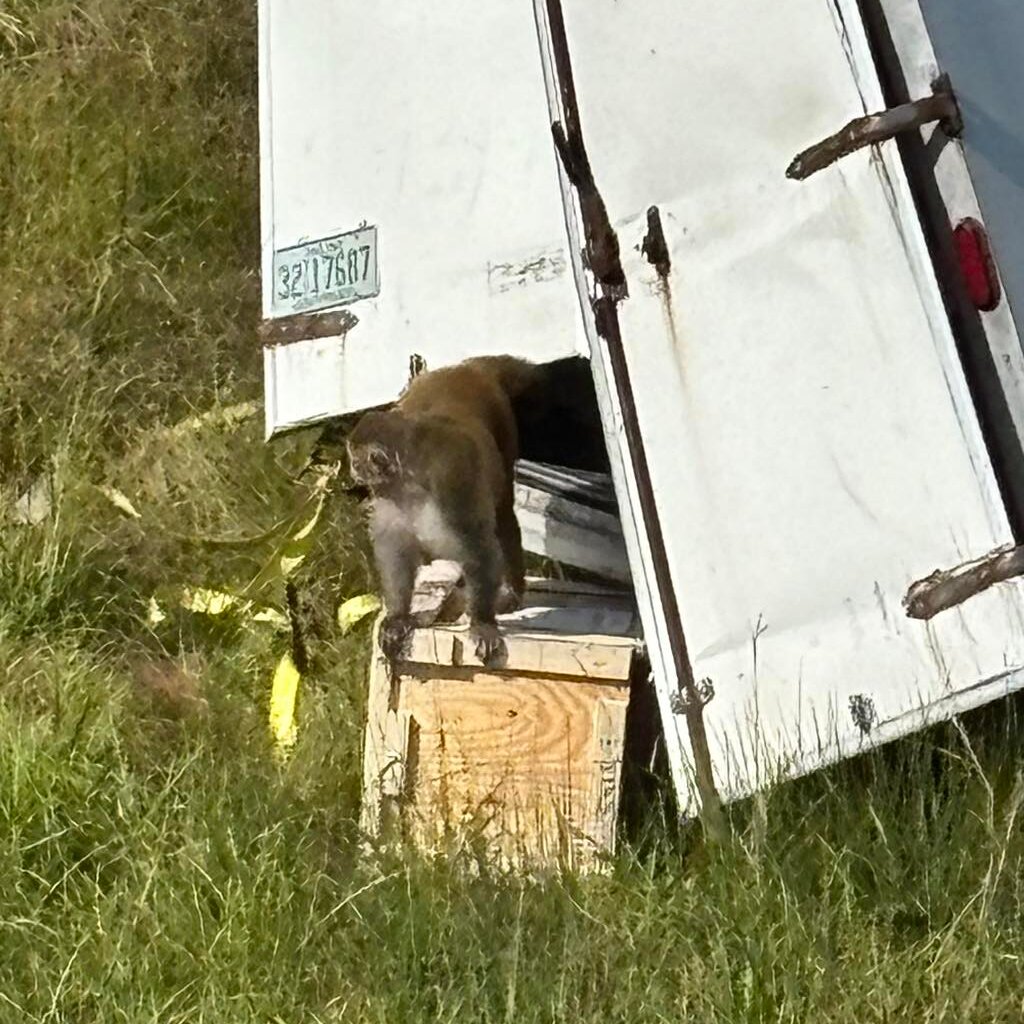 Deputies Put Down 5 Escaped Monkeys They Were Wrongly Told Had Covid