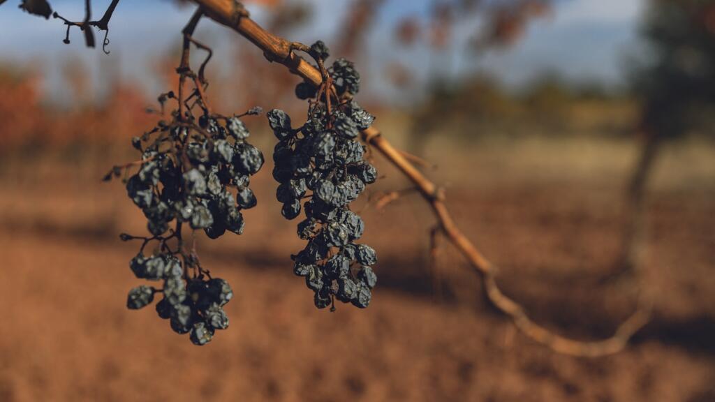 Scorched vines and shrinking incomes drive French winegrowers to the streets