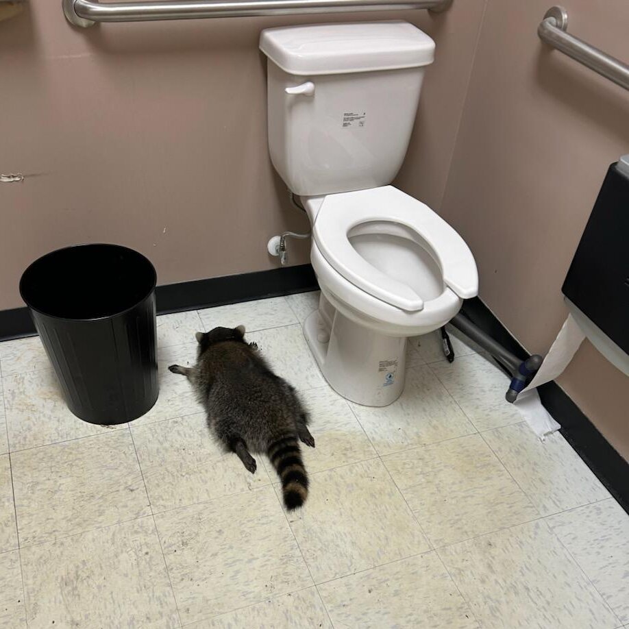 A Drunk Raccoon Passed Out in the Bathroom of a Virginia Liquor Store