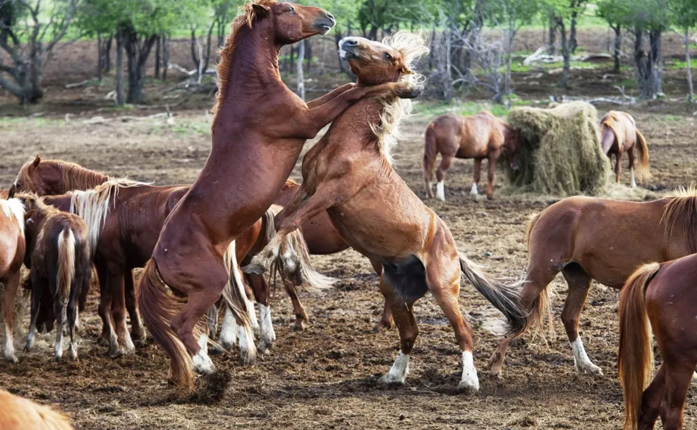 Vulgarophilie: production du peuple en foule par l’oligarchie