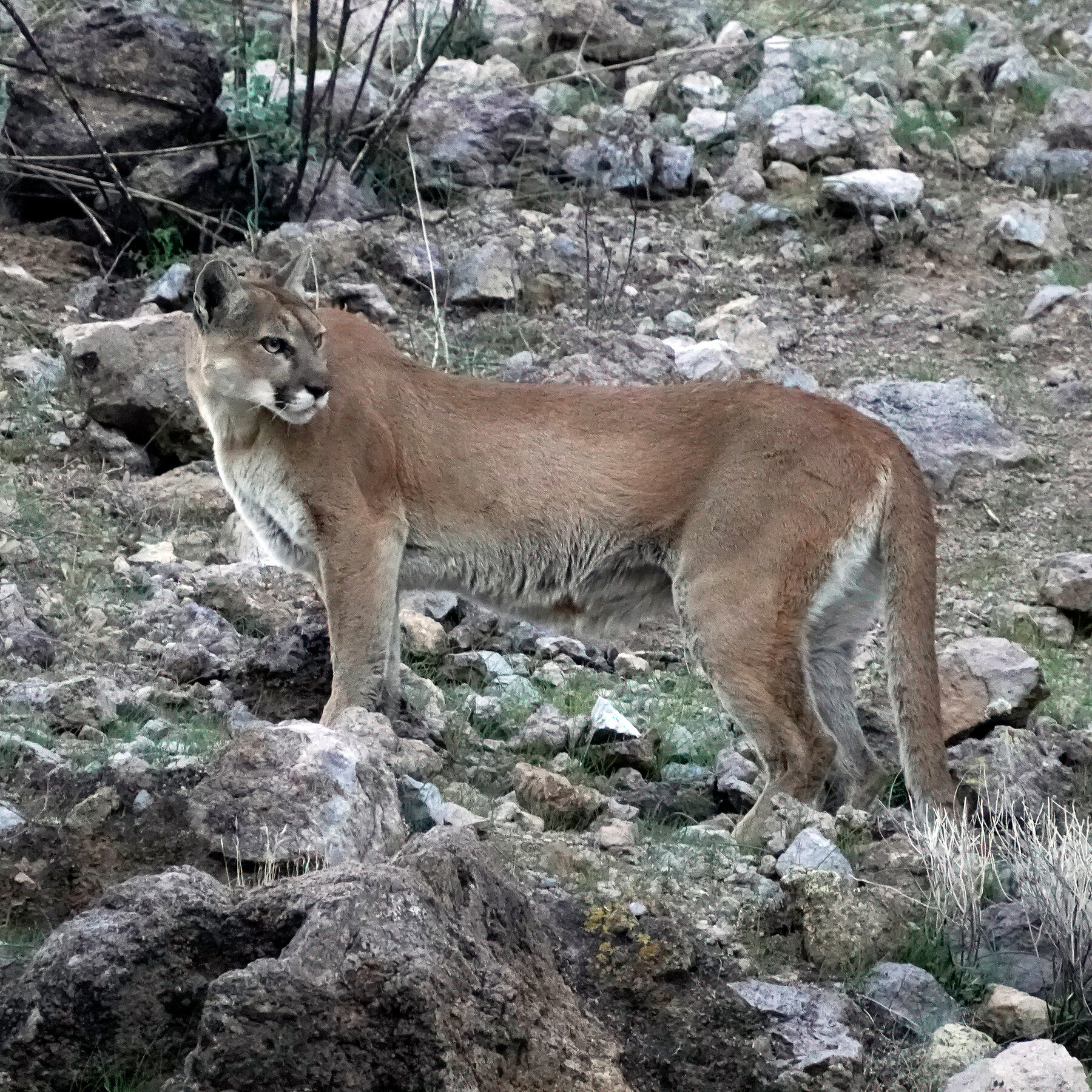 Hiker Killed in Suspected Mountain Lion Attack, Colorado’s First in Decades
