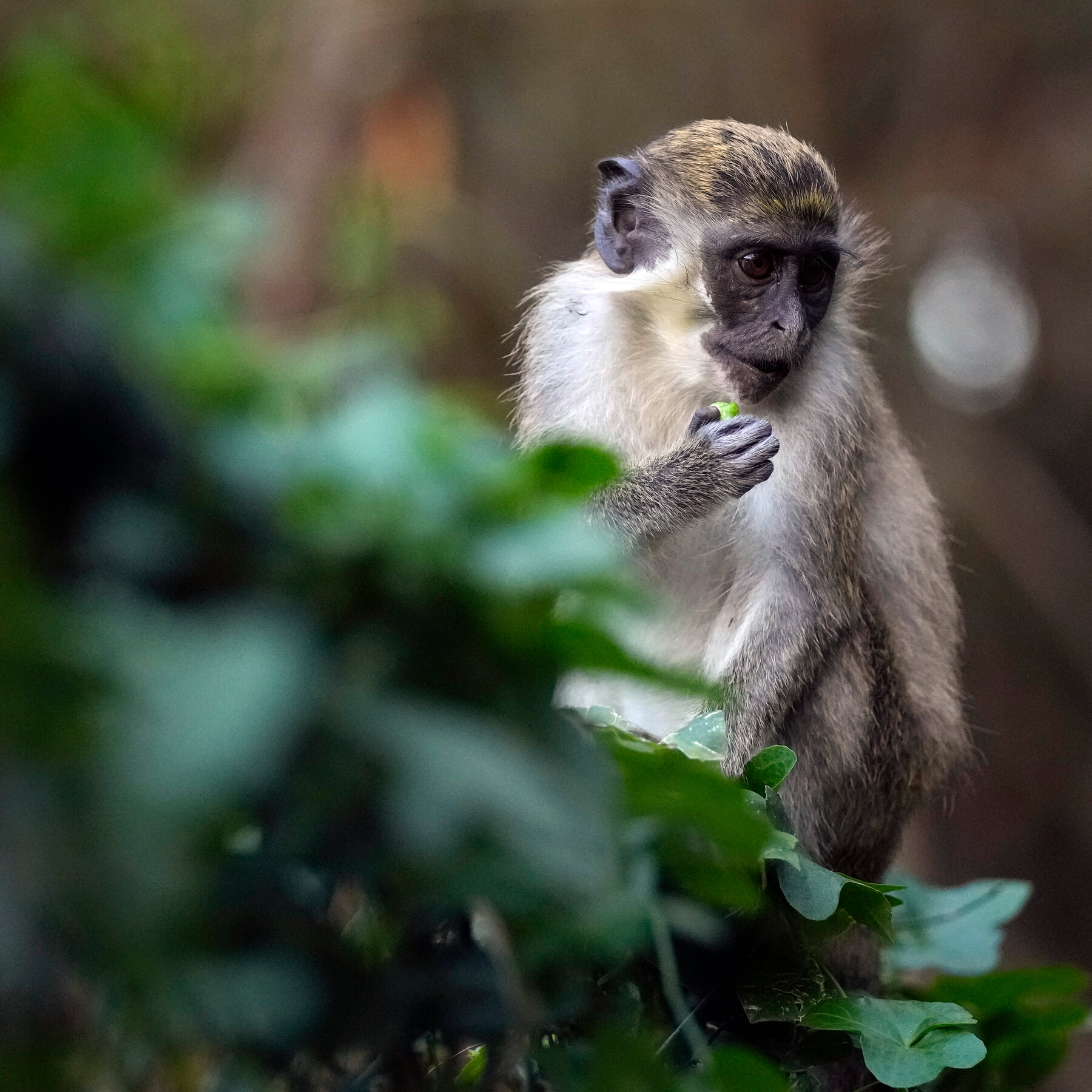 Monkeys Are on the Loose in St. Louis, City Officials Say