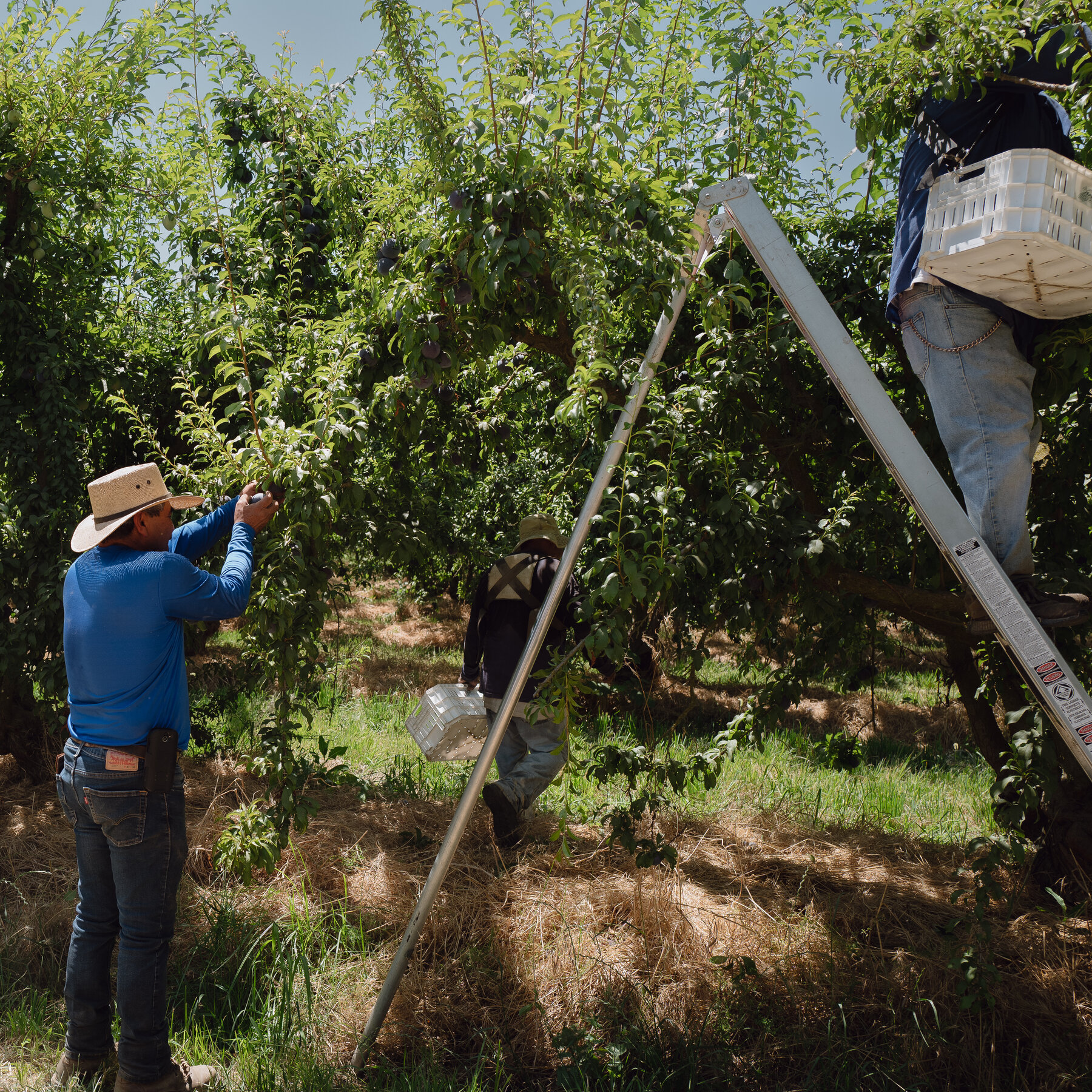 A ‘Ticklish Subject’: Trump’s Words on Immigration Often Collide and Contradict