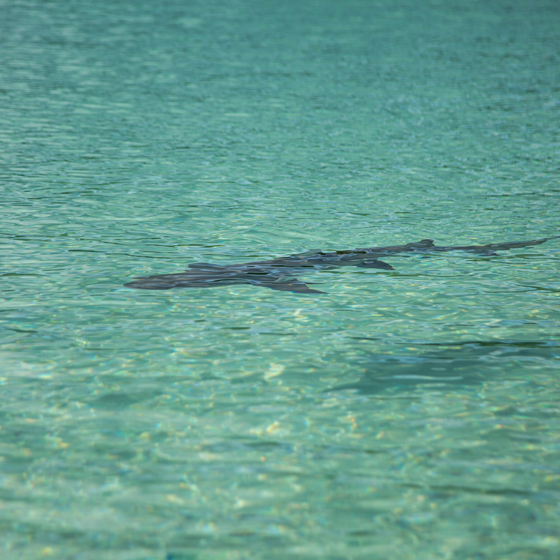 Minnesota Woman Dies After Shark Bite in U.S. Virgin Islands, Authorities Say