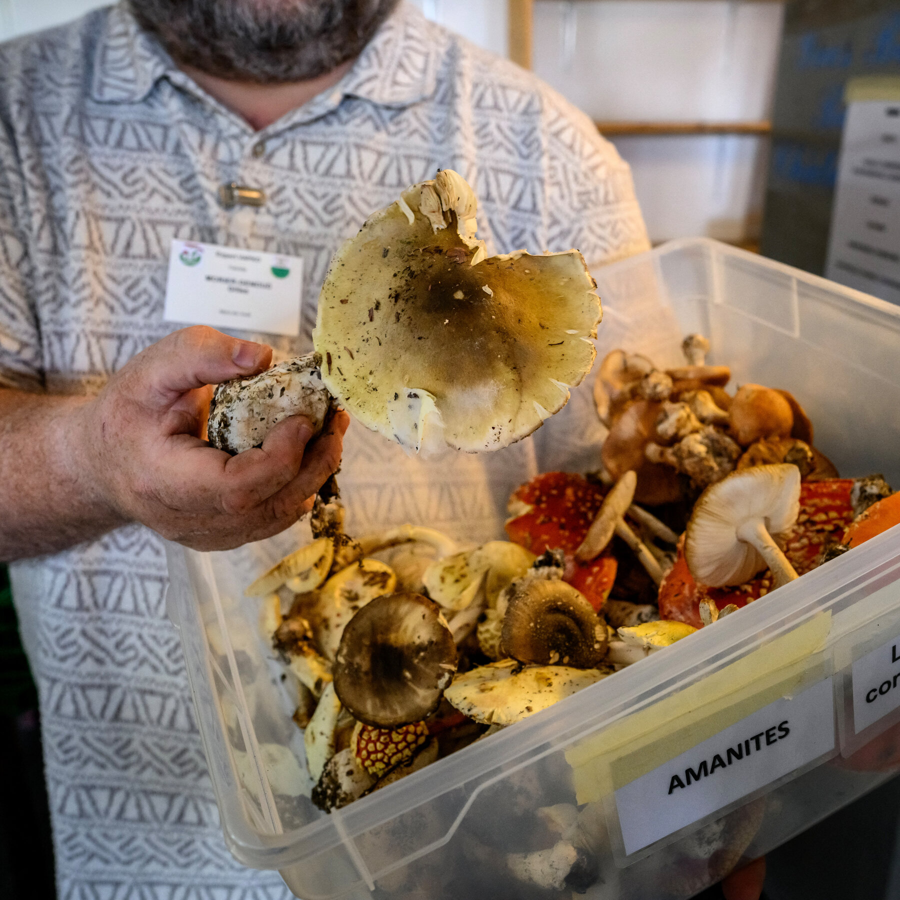 Death Toll From California Wild Mushroom Poisoning Rises to 3