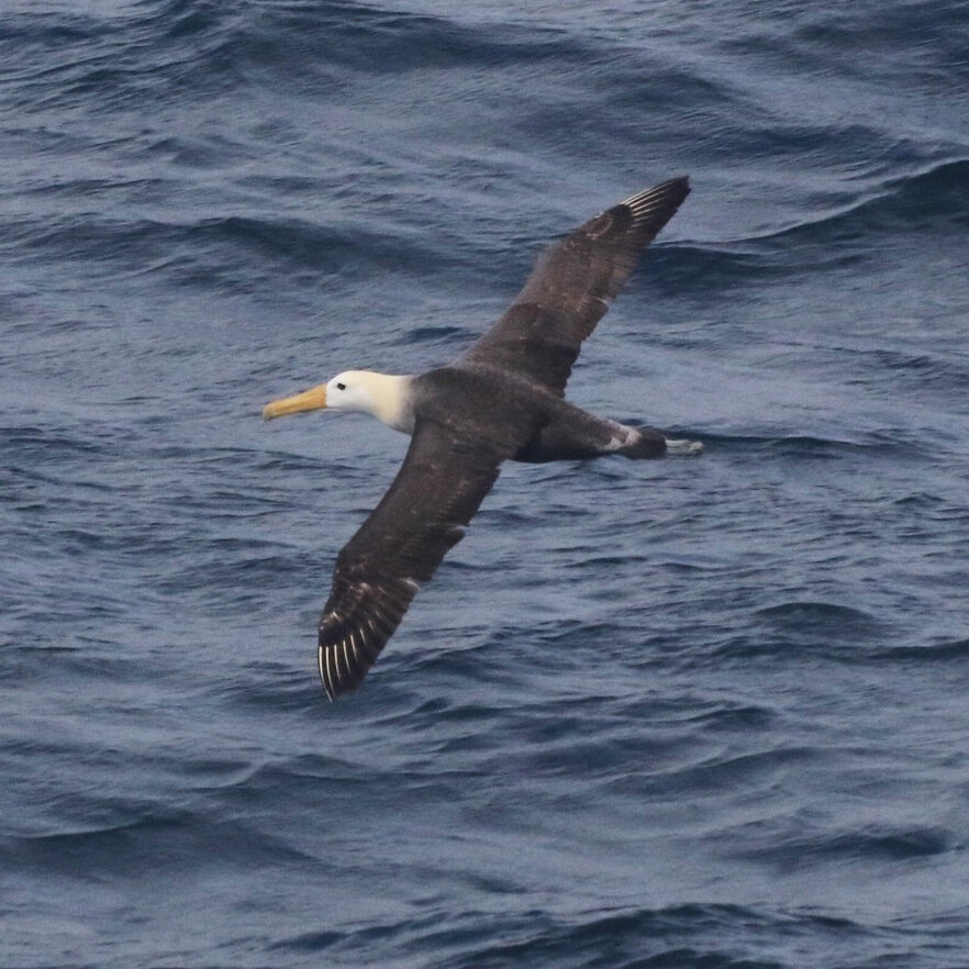 Rare Albatross Coasts Above California Waters Far From Home