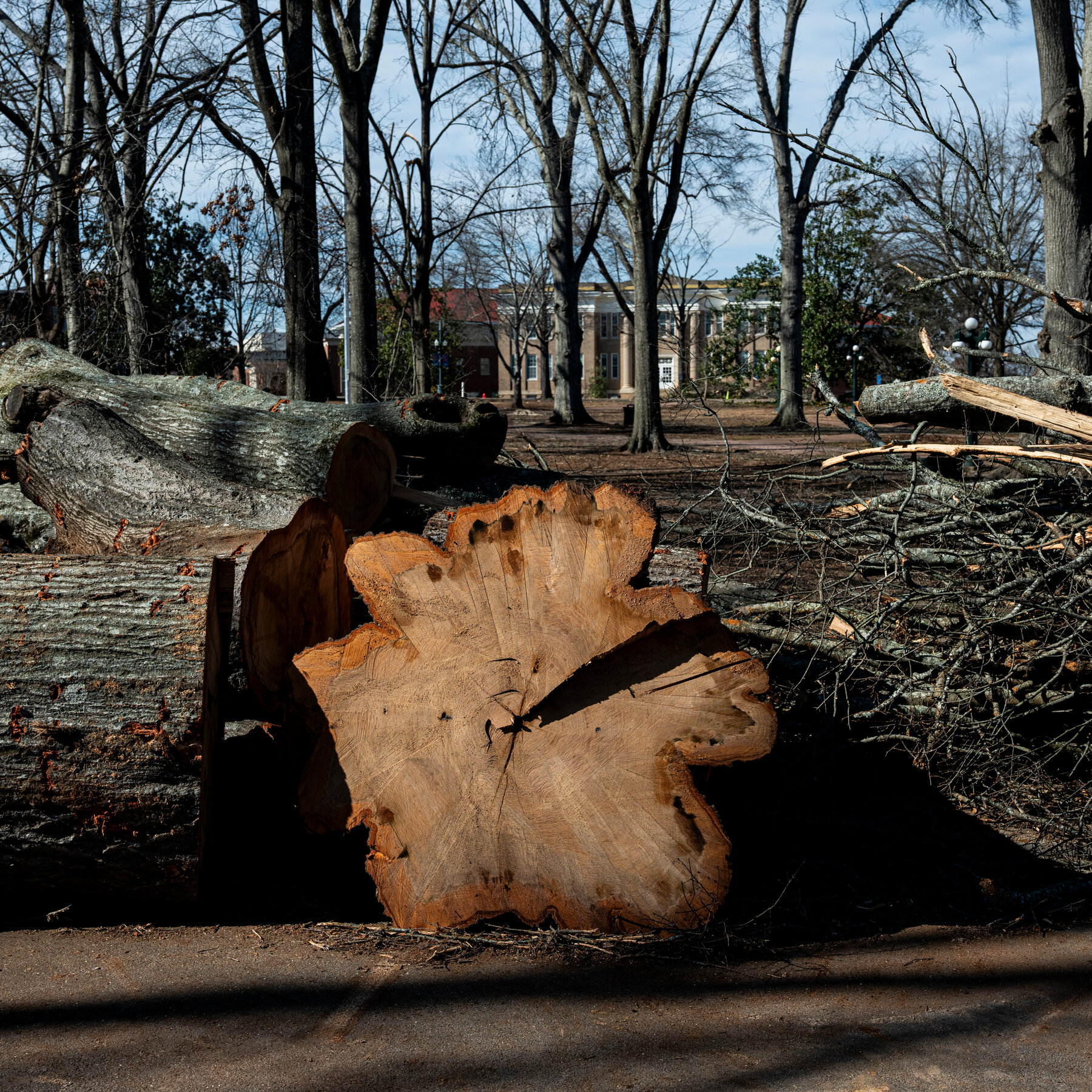 Across the South, Residents Grieve for Thousands of Storm-Ravaged Trees