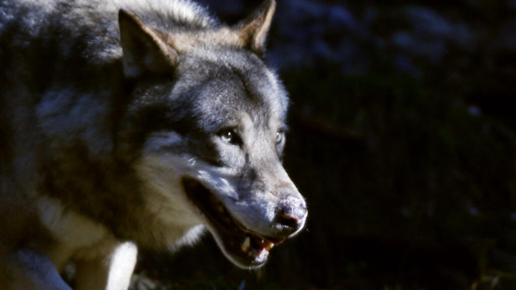 Growing wolf population pushes France to rethink livestock protection laws