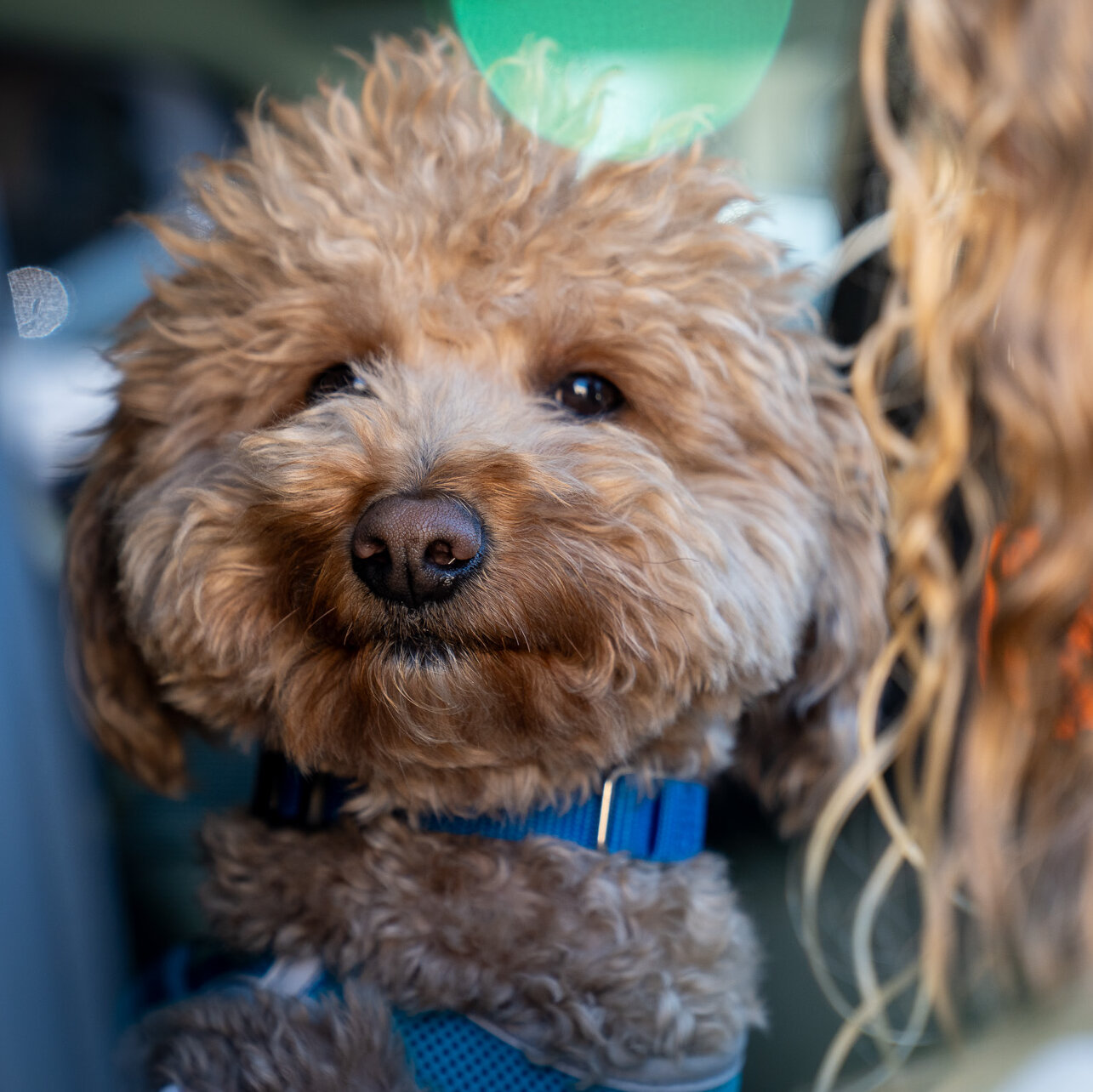 Dog Abandoned at Las Vegas Airport Adopted by Responding Police Officer
