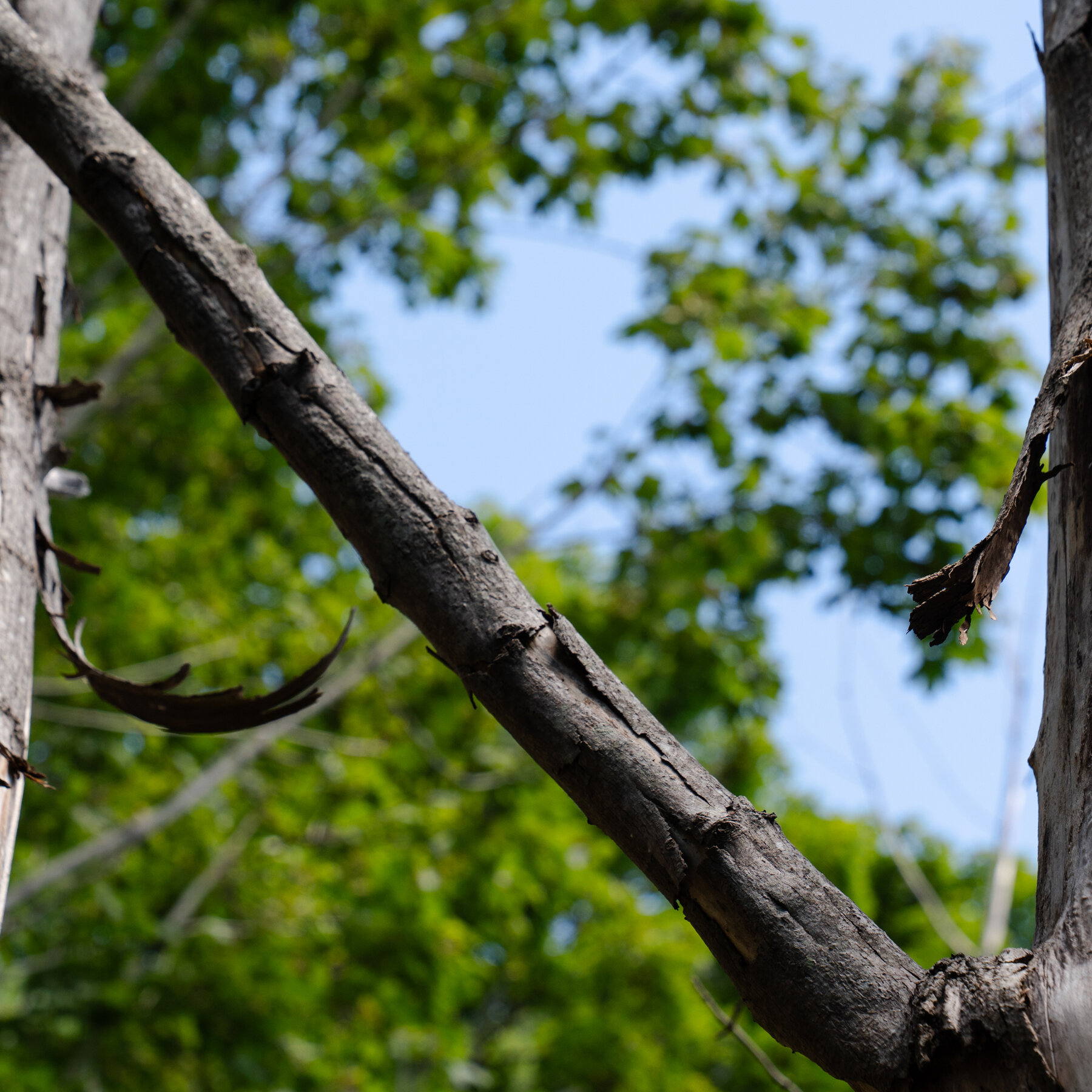 An Update: Did a Brooklyn Couple Kill a Neighbor’s Trees for a Better View in Maine?