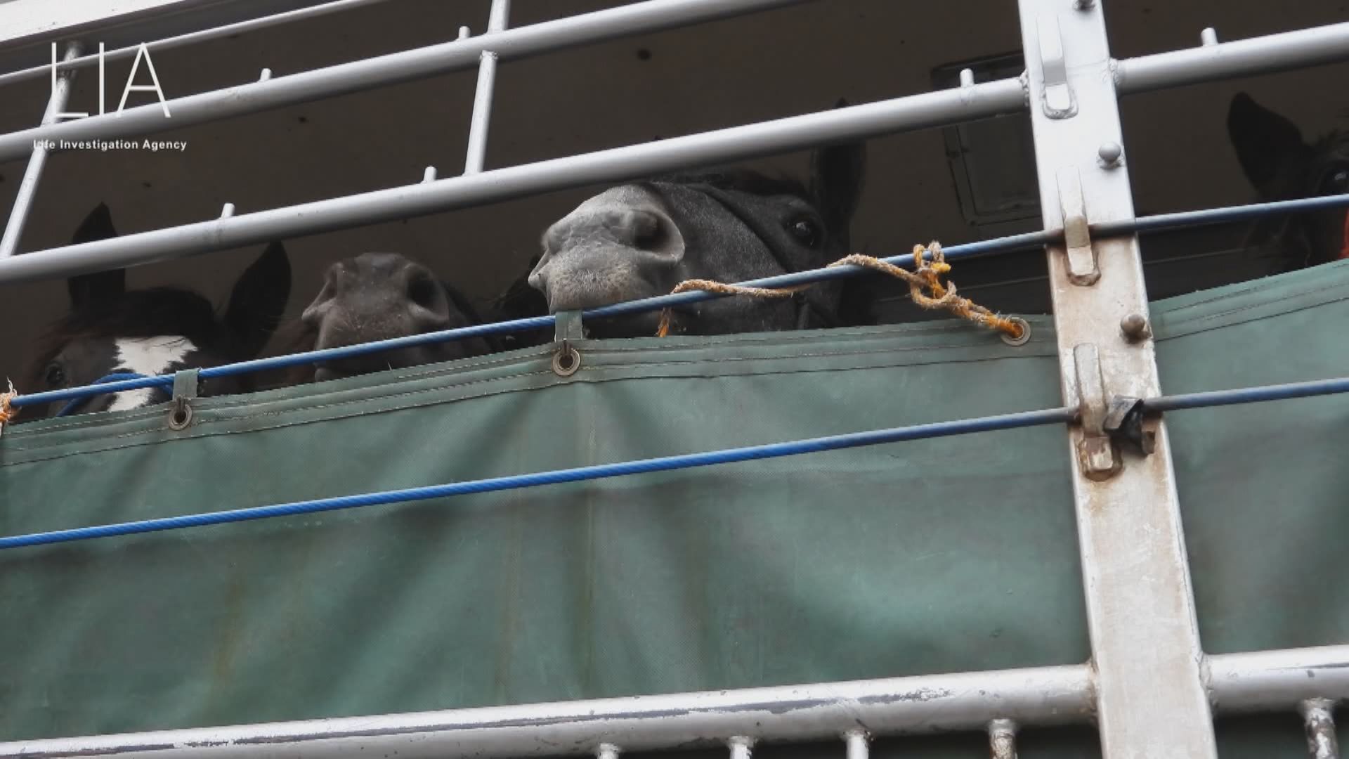 Canadian horses exported to Japan for slaughter falling sick, dying: animal advocates