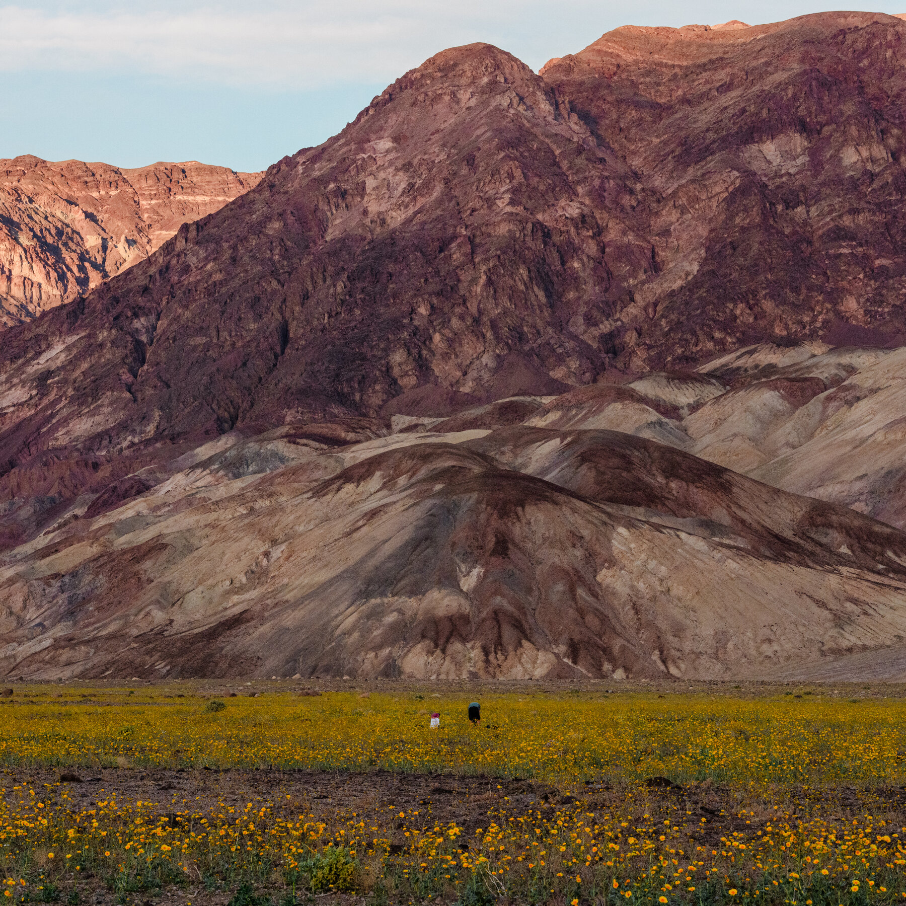 Flowers Are Blooming in California’s Death Valley