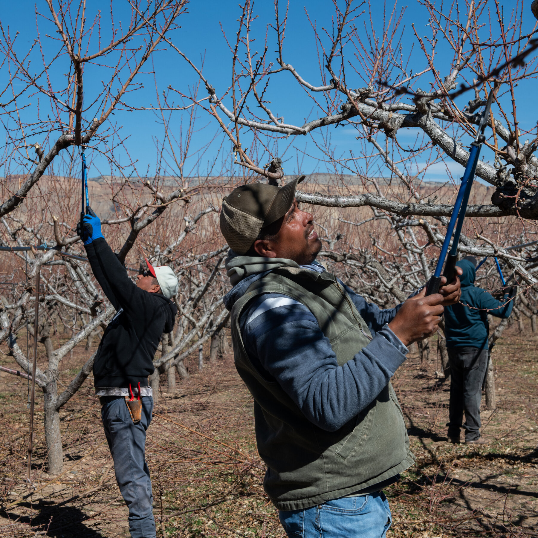 Trump Administration Turns to Migrant Workers to Help Farm Labor Shortage