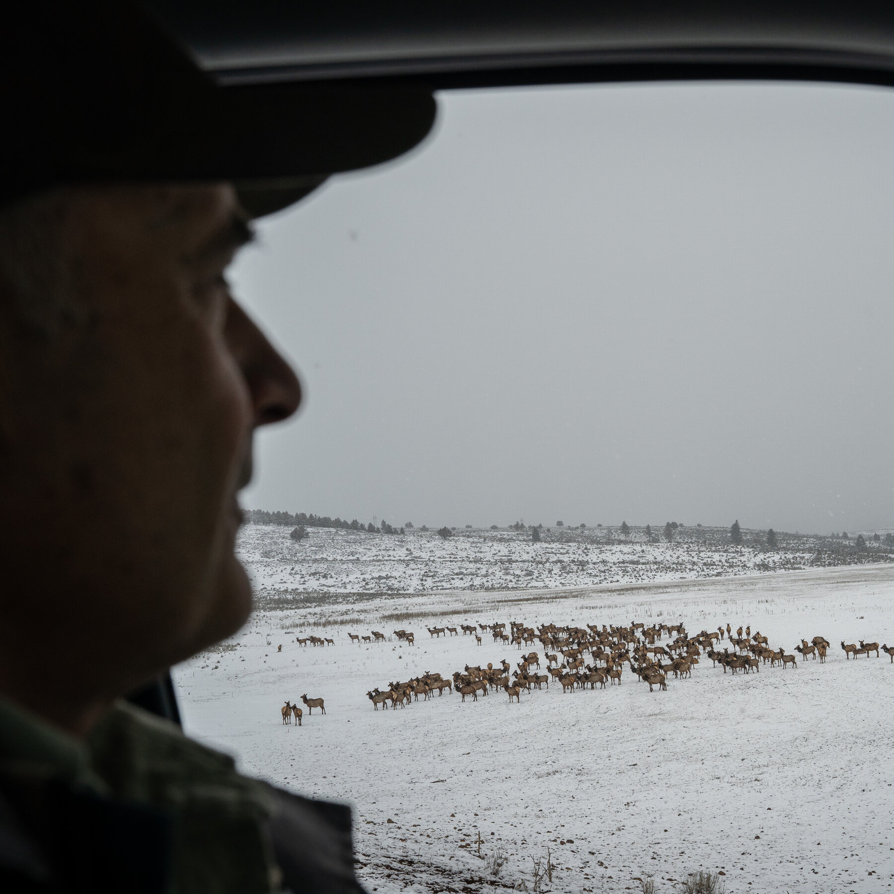 In a Wild Corner of the West, Elk Are Everywhere and Causing Conflict