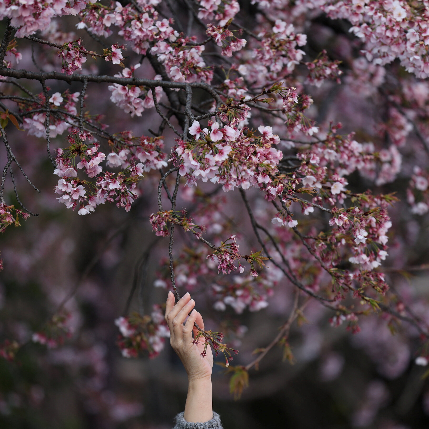 What to Know About This Year’s Cherry Blossom Blooms