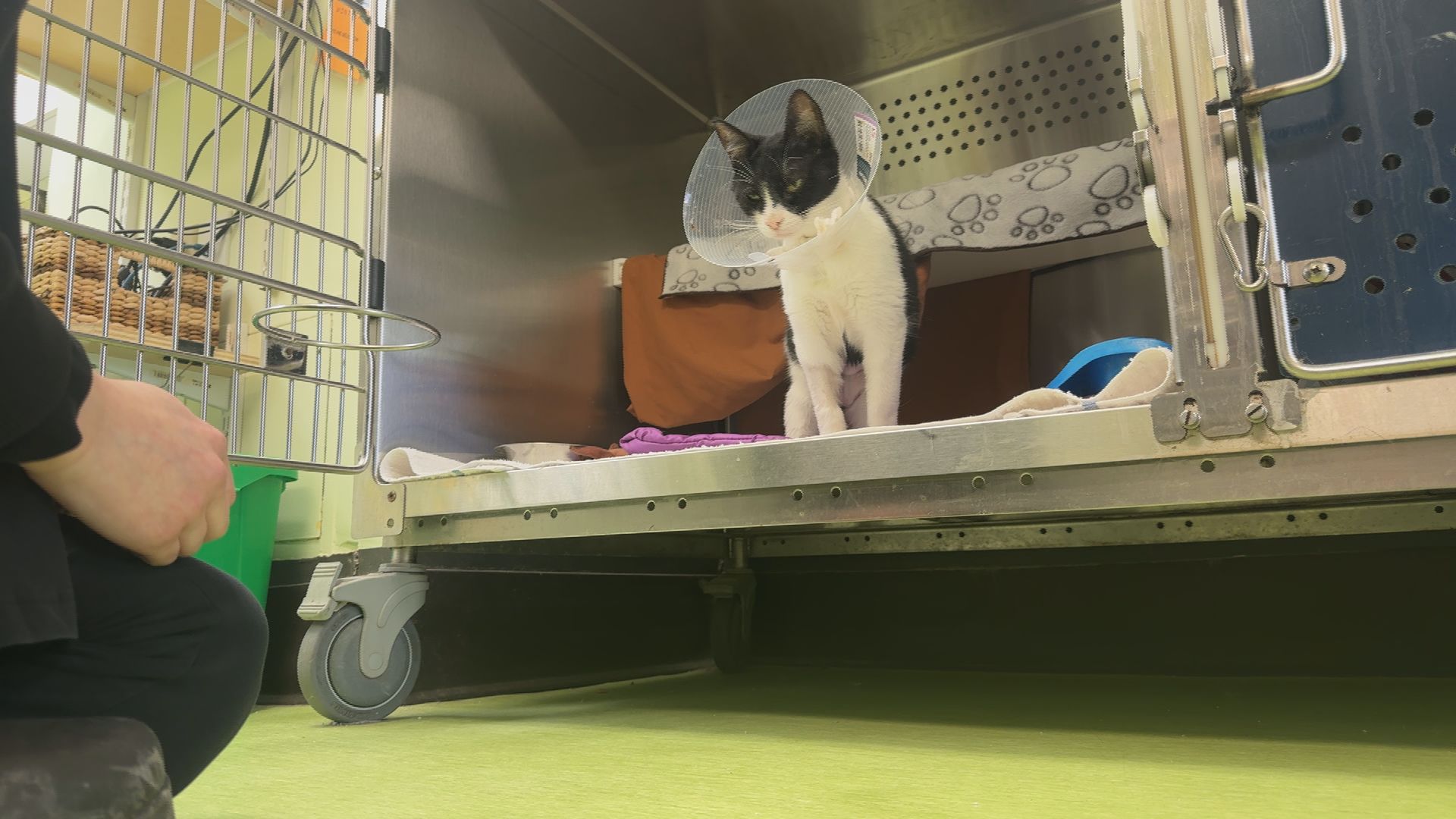 ‘Landmark’ Quebec ruling states no-pet clause violates Charter rights