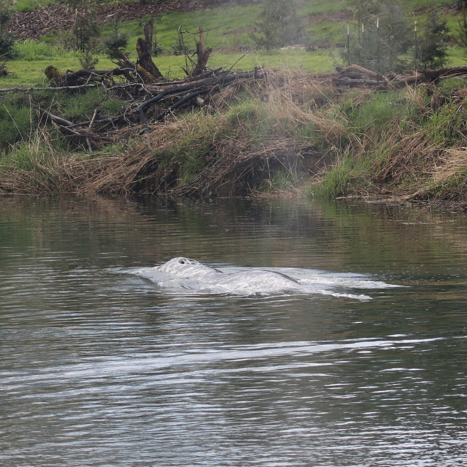 Whale That Swam 20 Miles Up Washington River Is Found Dead