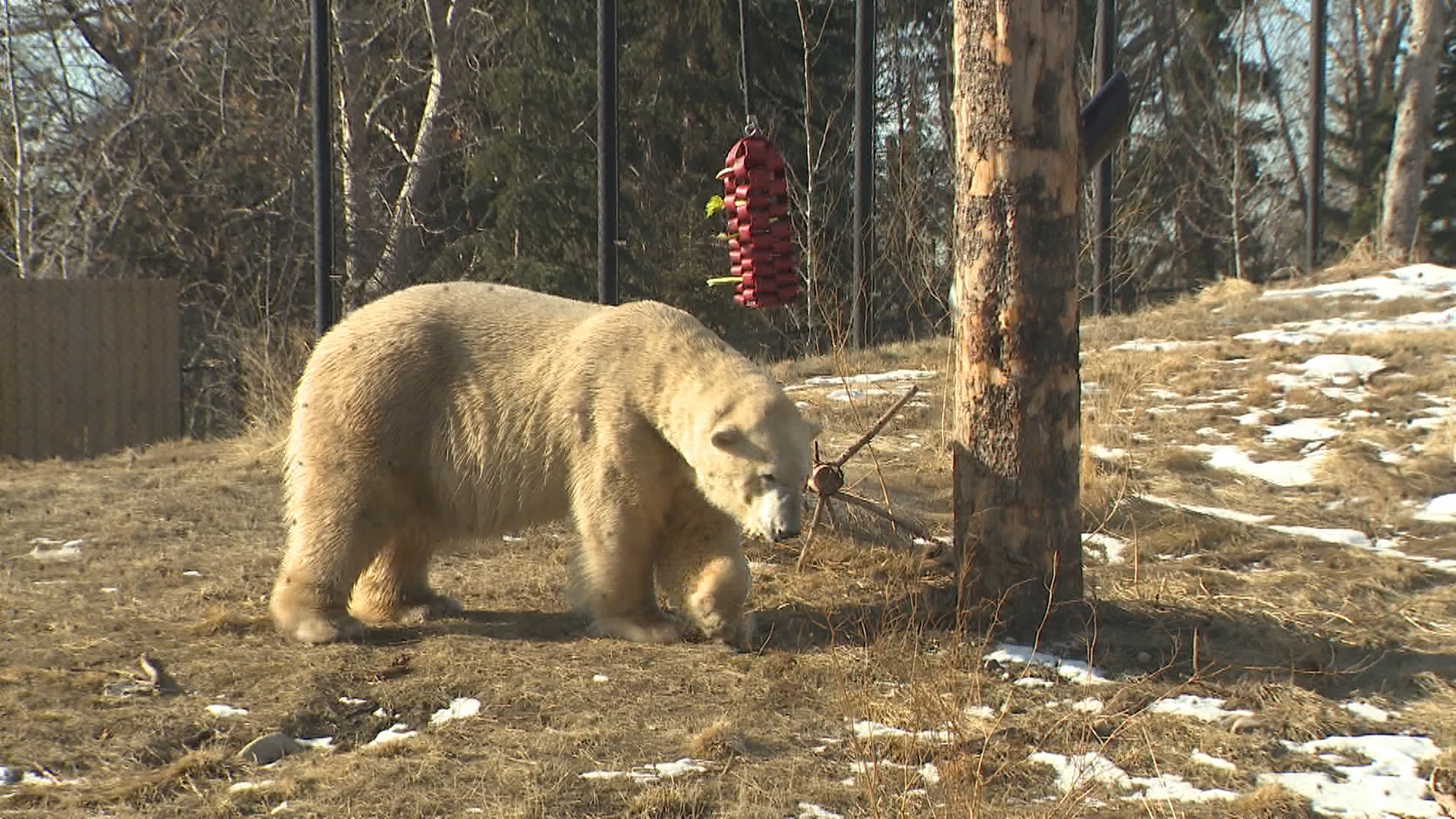 Calgary Zoo’s new polar bear makes his first public appearance