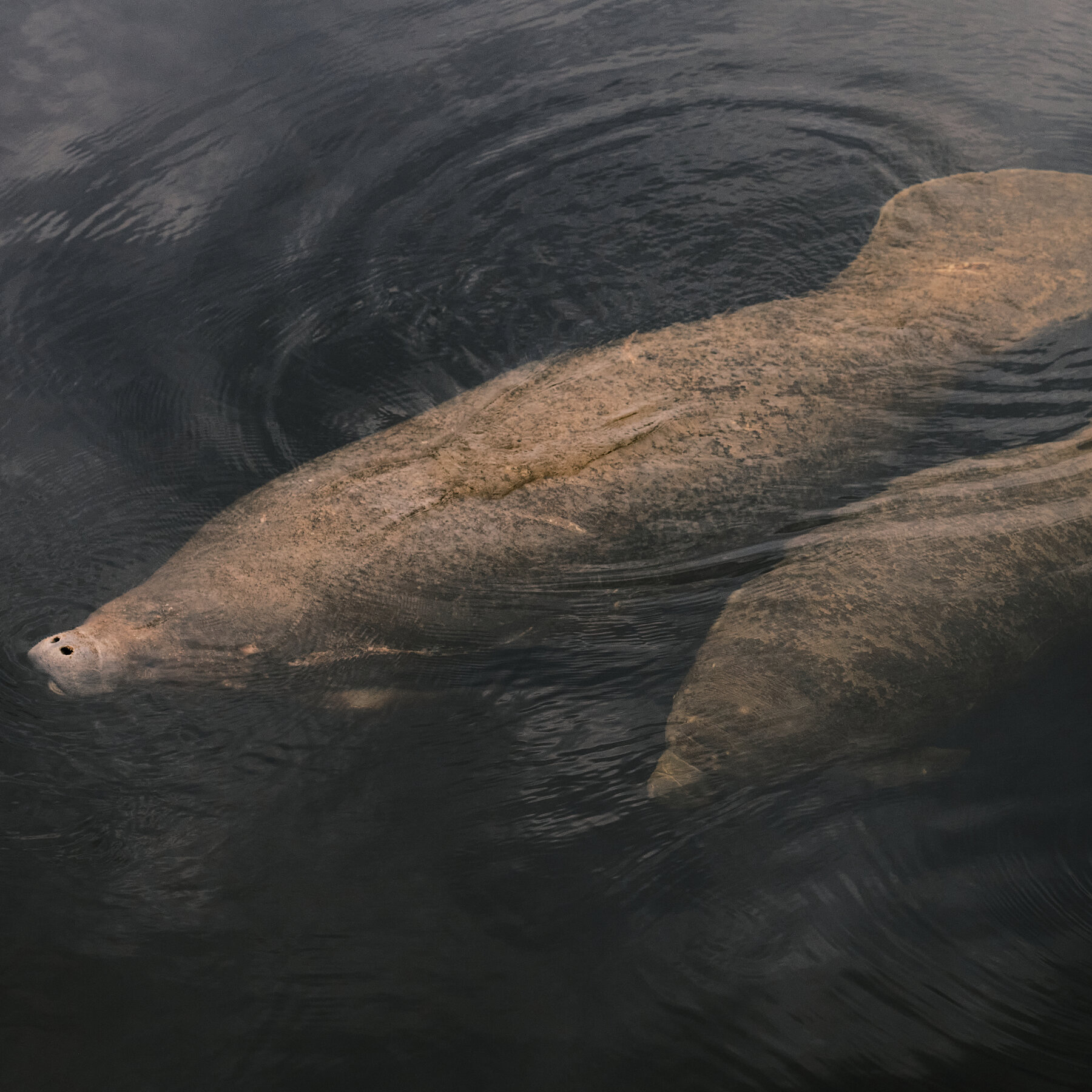 Why Manatees Need Humans to Slow Down and Pay Attention