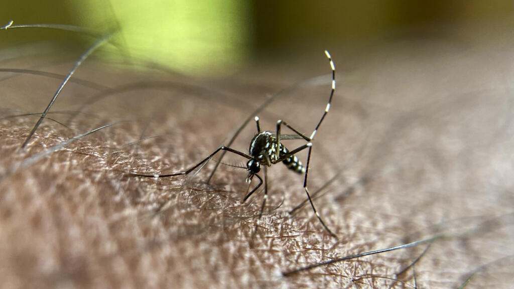 Reunion Island deploys sterile mosquitoes to stop the spread of disease