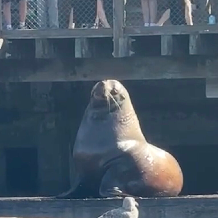 Chonkers the ‘Food-Motivated’ Sea Lion Plops Into San Francisco