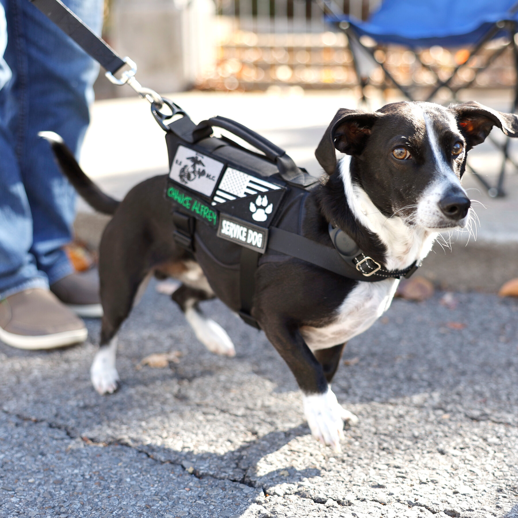 HUD Moves to Limit Assistance Animals for Disabled Tenants