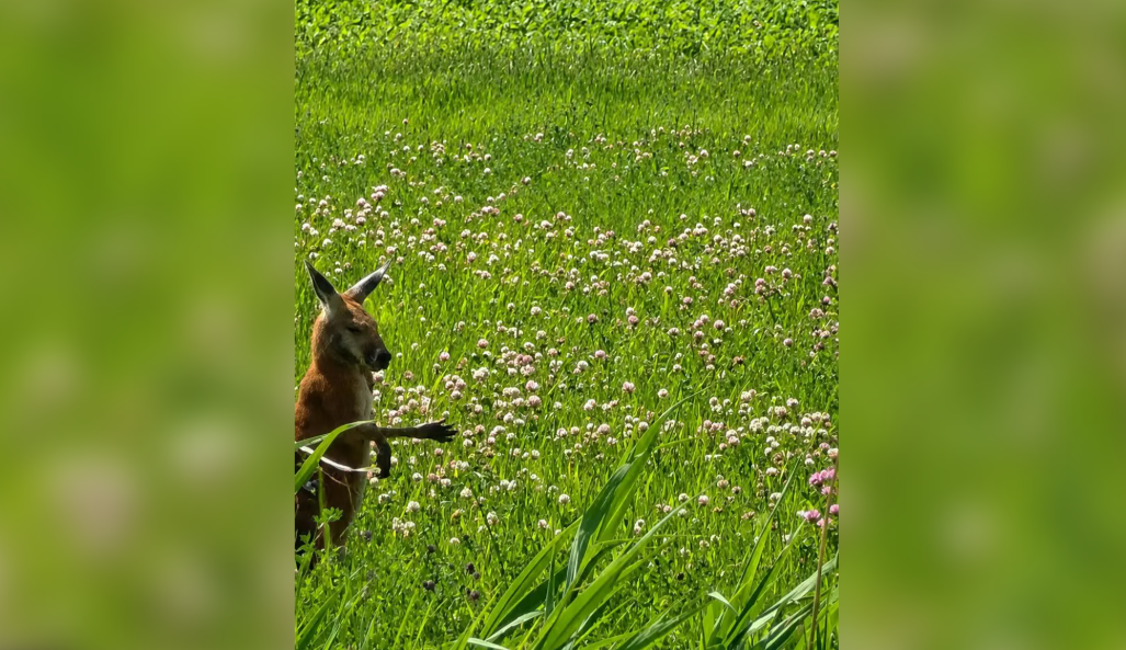 Mystery marsupial missing on Montreal’s South Shore: SPCA
