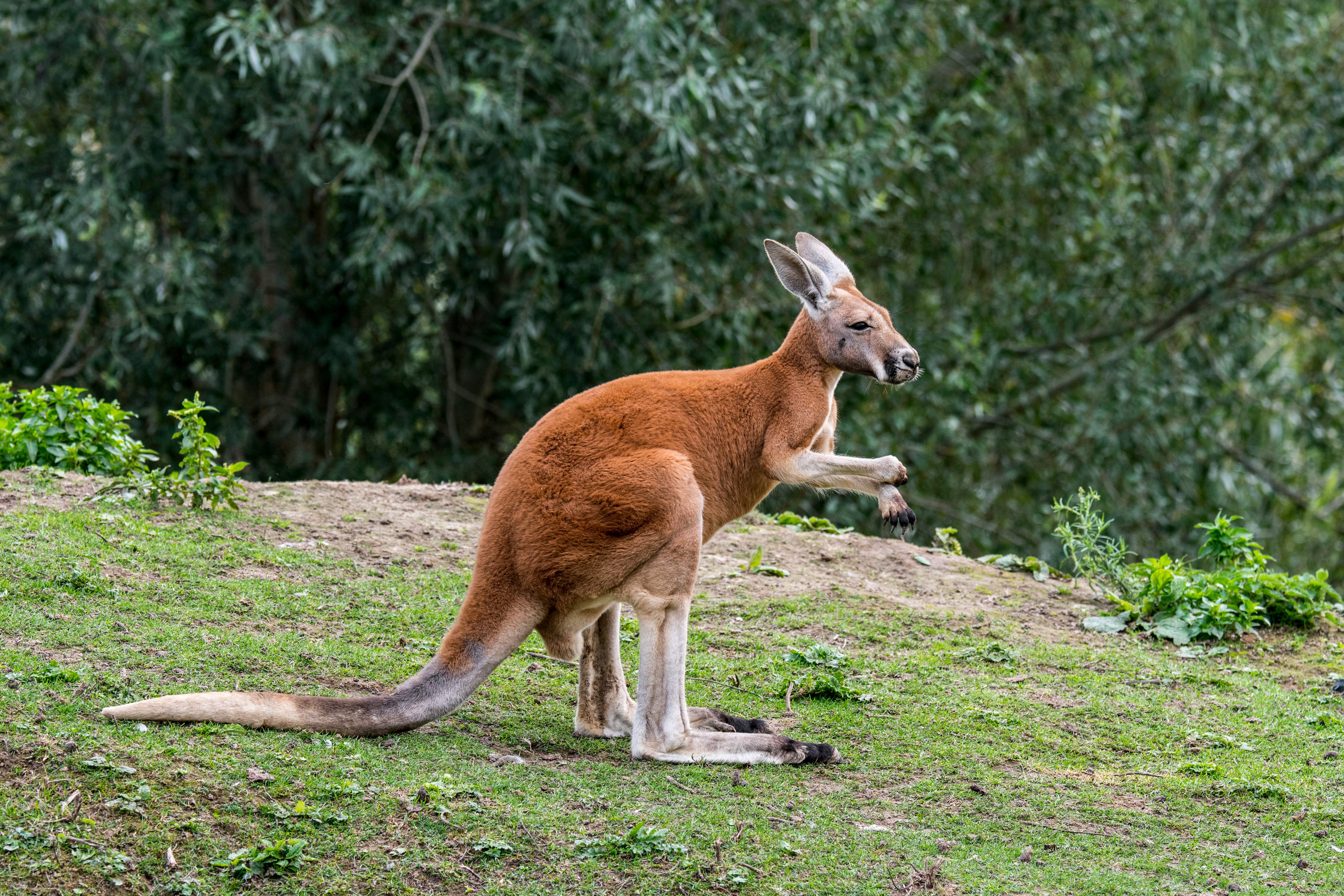 Kangaroo ‘doing well’ after capture in Montreal’s South Shore, zoo says