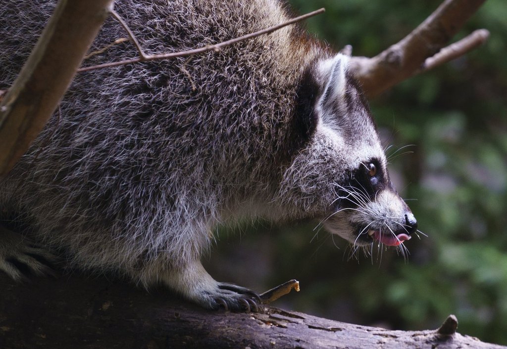 Raccoon rabies outbreak still growing, Quebec public health officials say