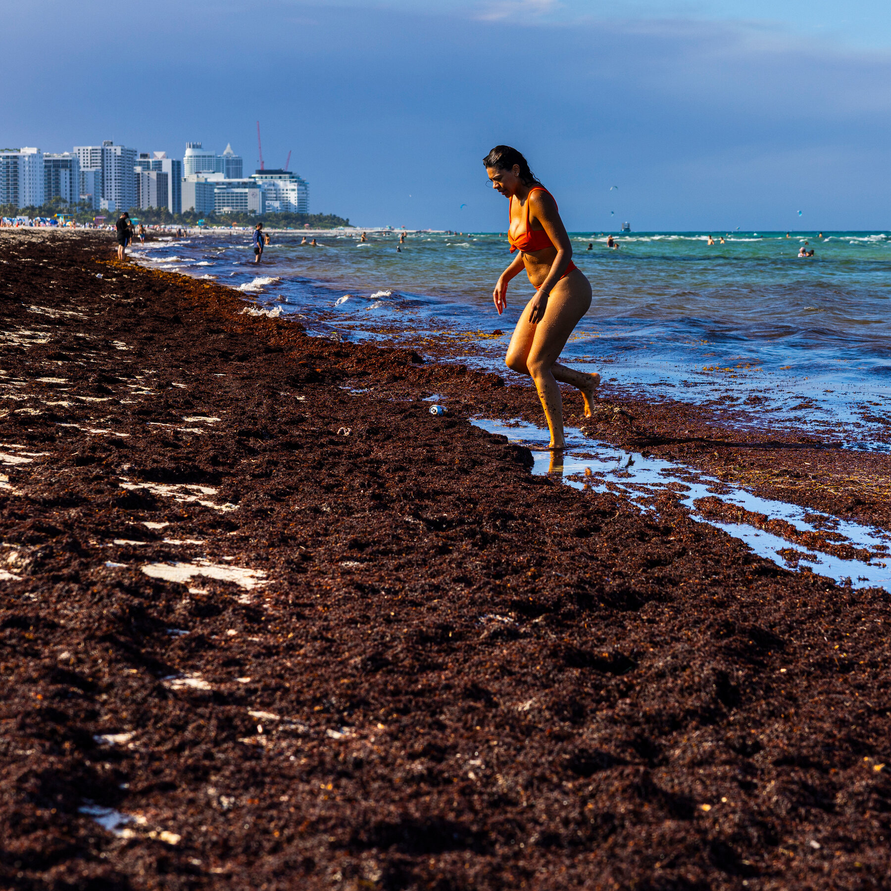 World Cup Visitors in Miami Encounter Beaches Thick With Smelly Seaweed