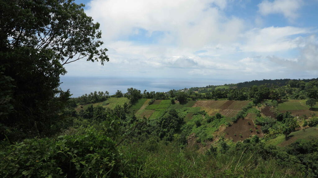 Paris court rejects bid to reopen probe into Caribbean chlordecone contamination