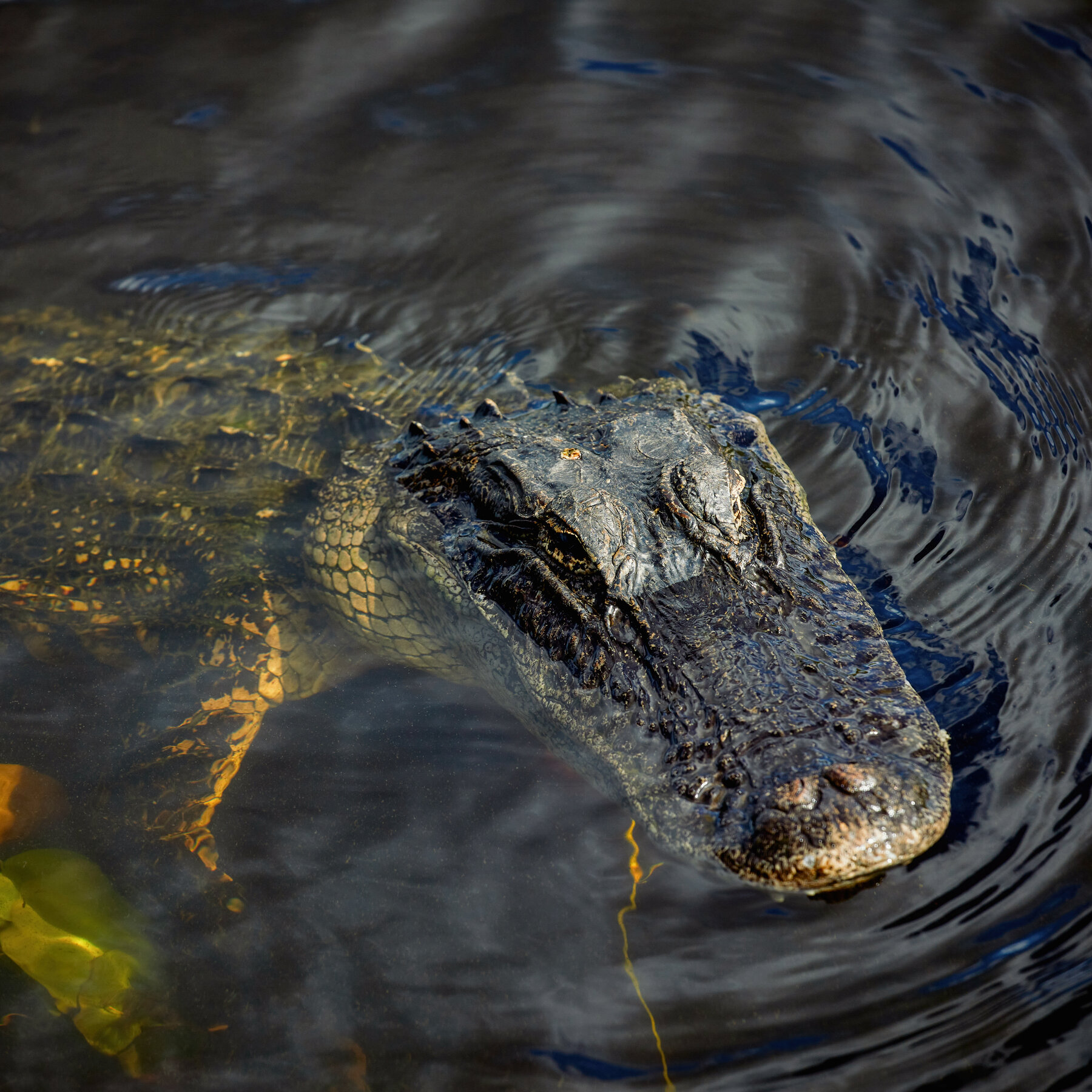 Woman Wading in Central Florida River Is Fatally Bitten by Alligator