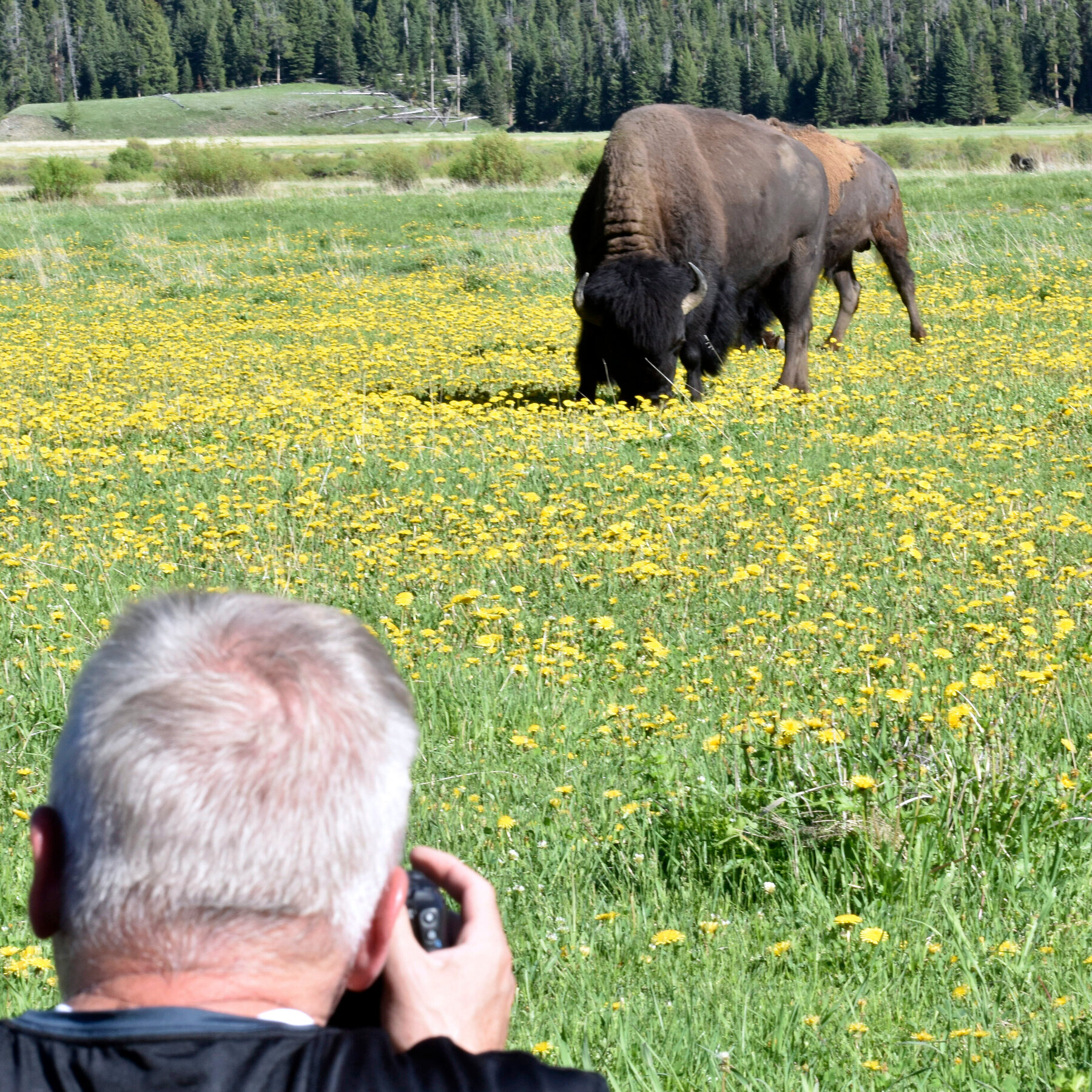 In Terrifying Seconds, a Bison Charges Campers at Yellowstone