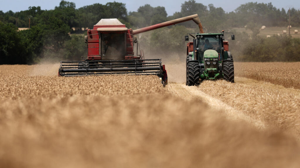 France's wheat production to fall after heatwaves push early harvest