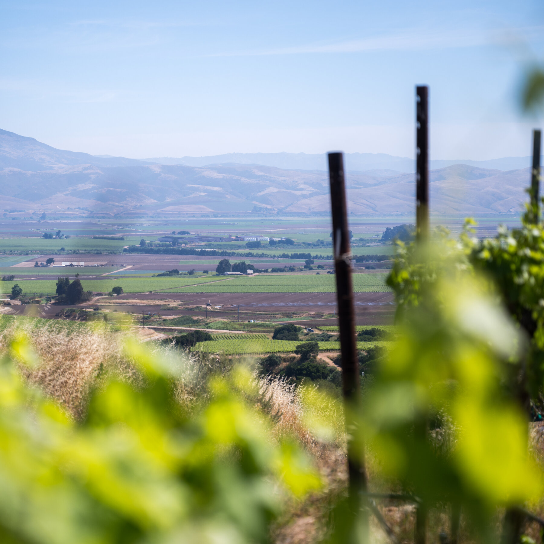 Sales Are So Low, California Wineries Are Burning Their Vineyards