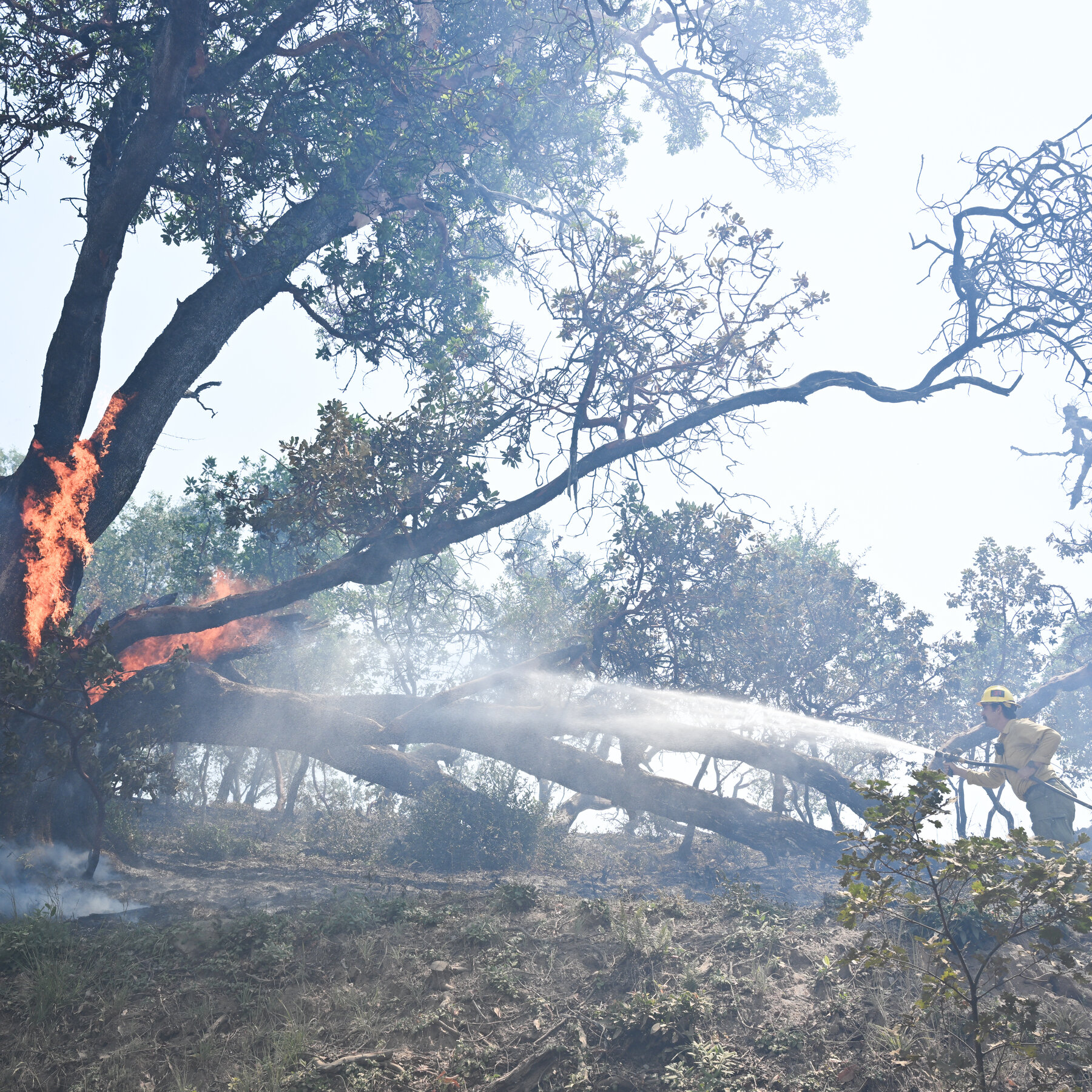 Wildfire Forces Evacuations in Big Sur, Along California’s Famed Northern Coast