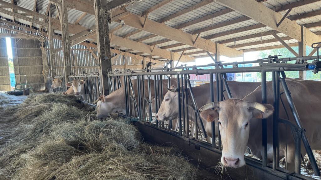 French farmers dip into winter fodder as drought leaves pastures bare