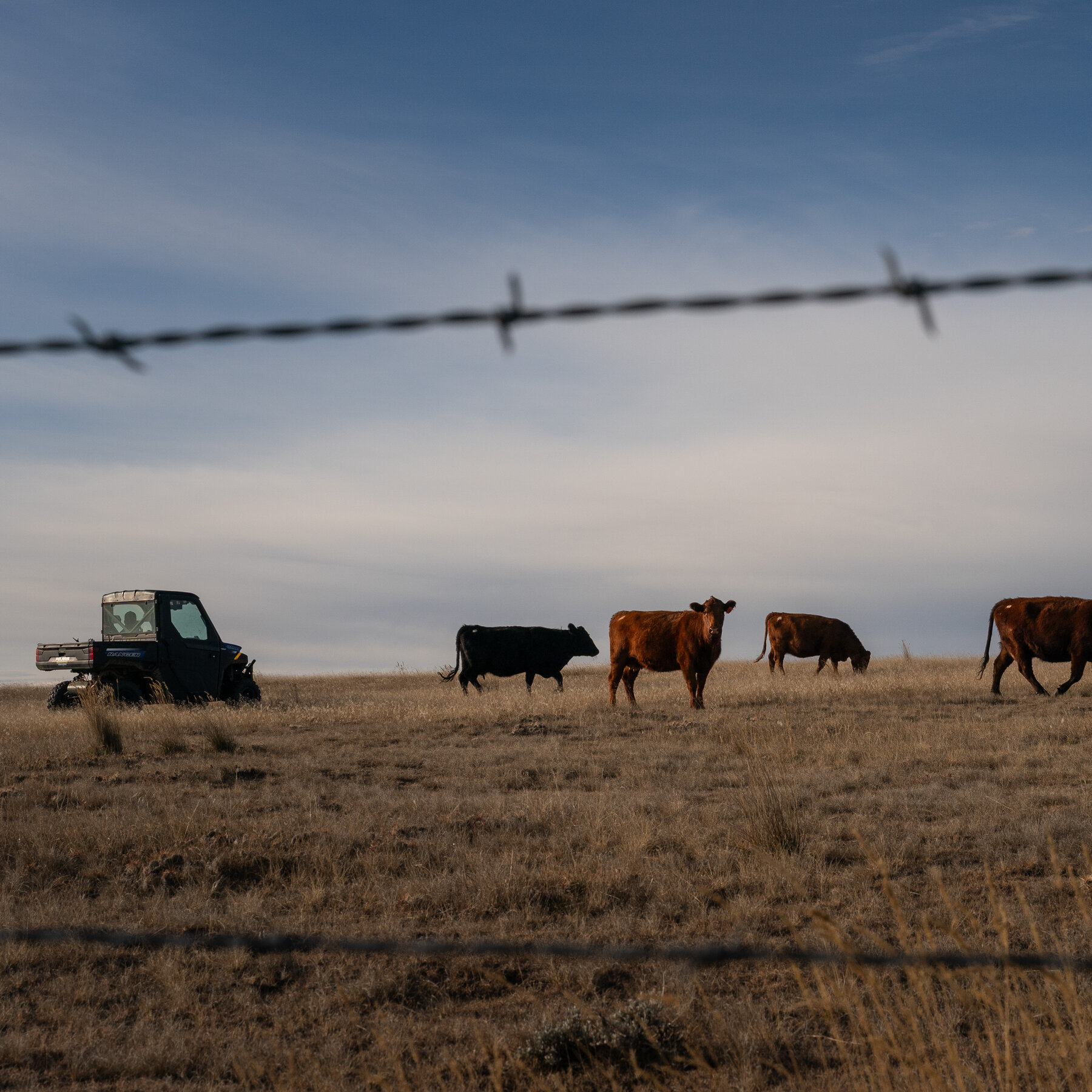G.O.P. Lawmakers Rebuke Trump on Plan to Increase Beef Imports
