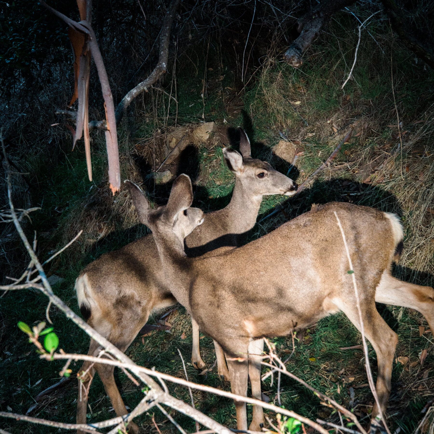 A Plan to Eradicate the Deer on Catalina Island Will Proceed, Organizers Say
