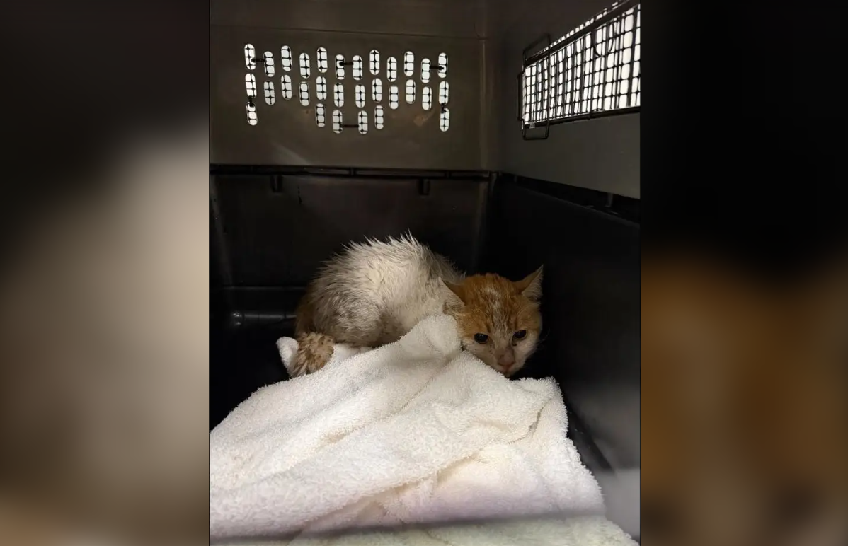 Montreal cat returns home after 2 weeks on loose at Toronto Pearson airport